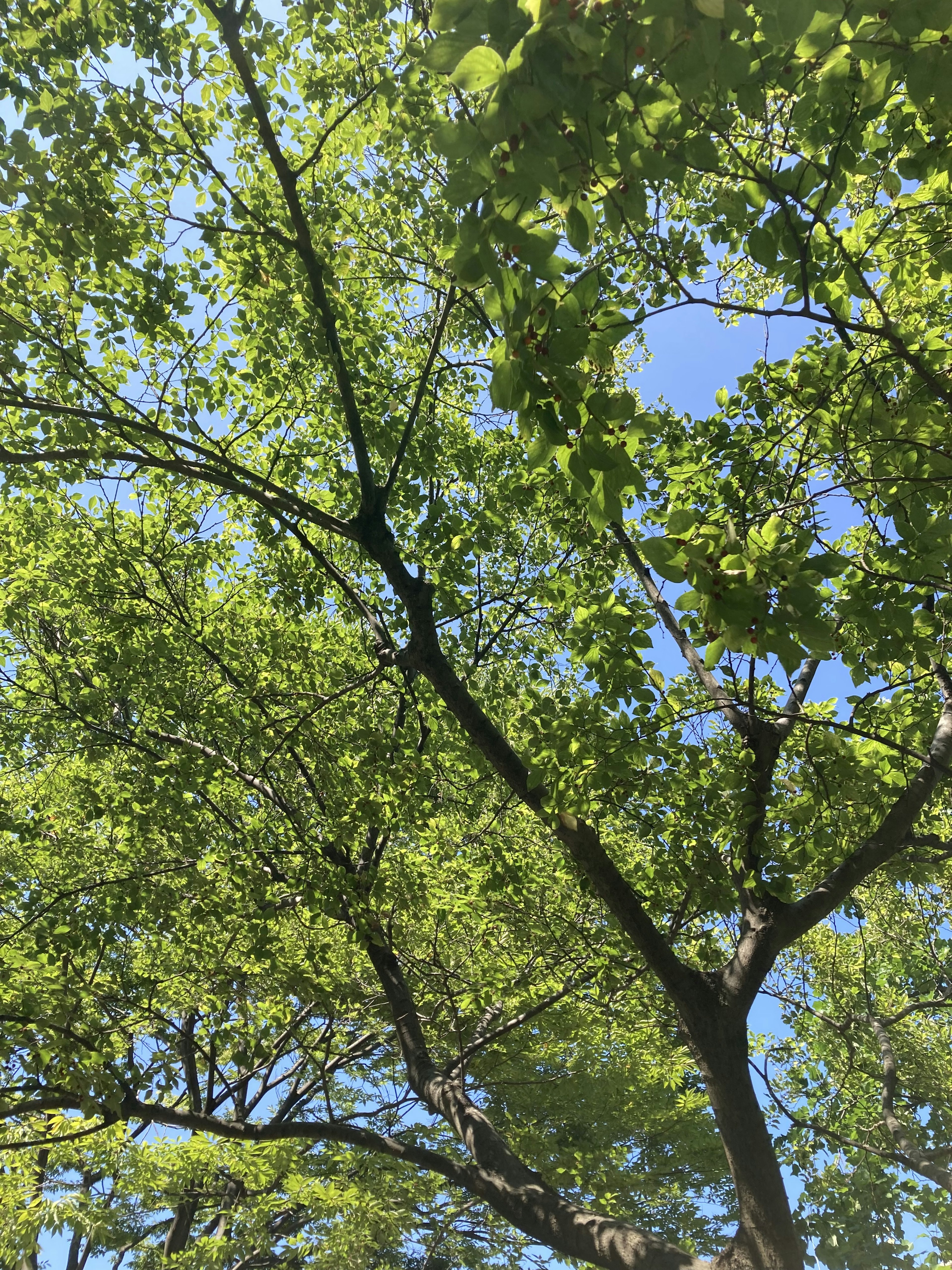 Lush green tree leaves under a clear blue sky