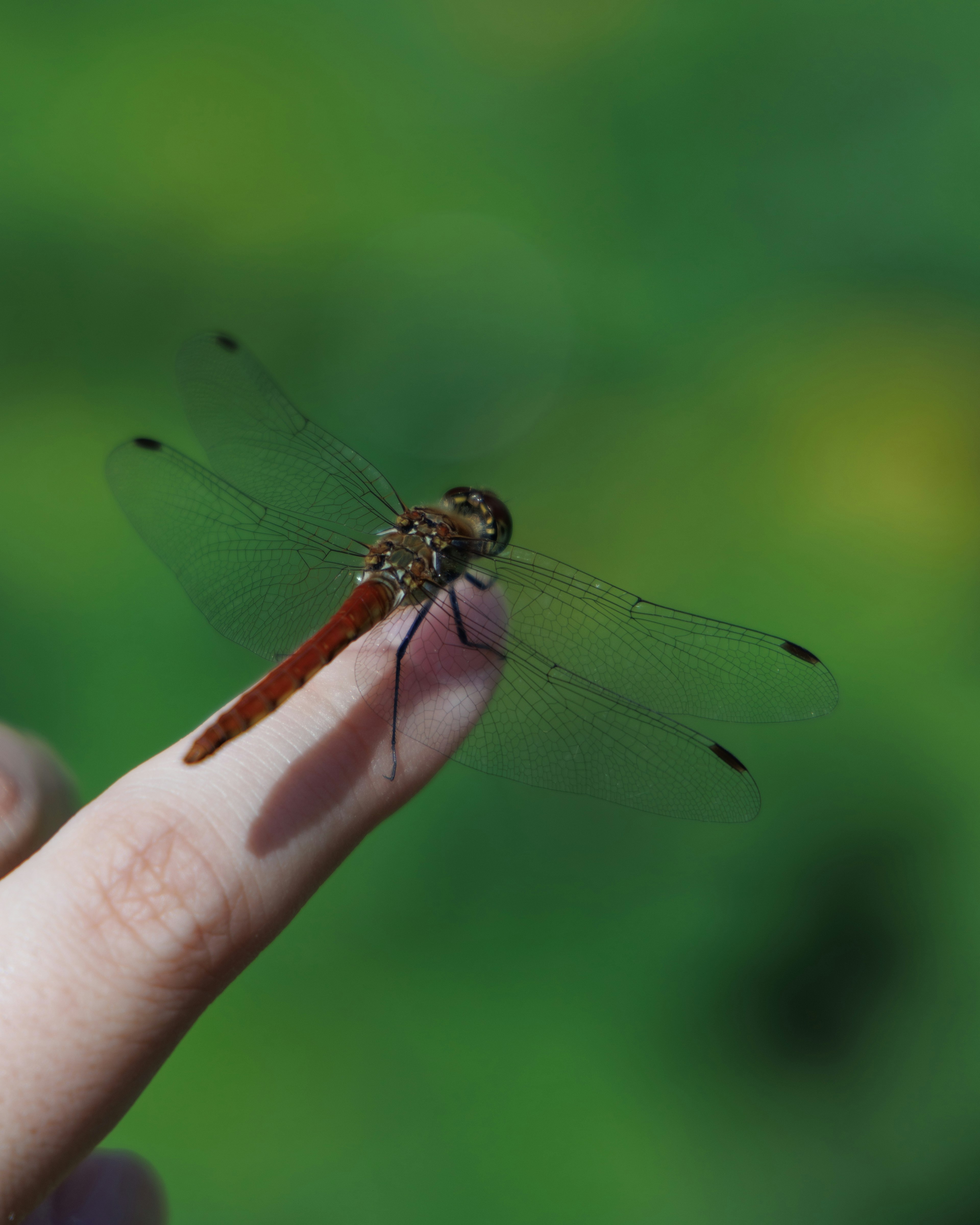 Nahaufnahme einer roten Libelle auf einem Finger