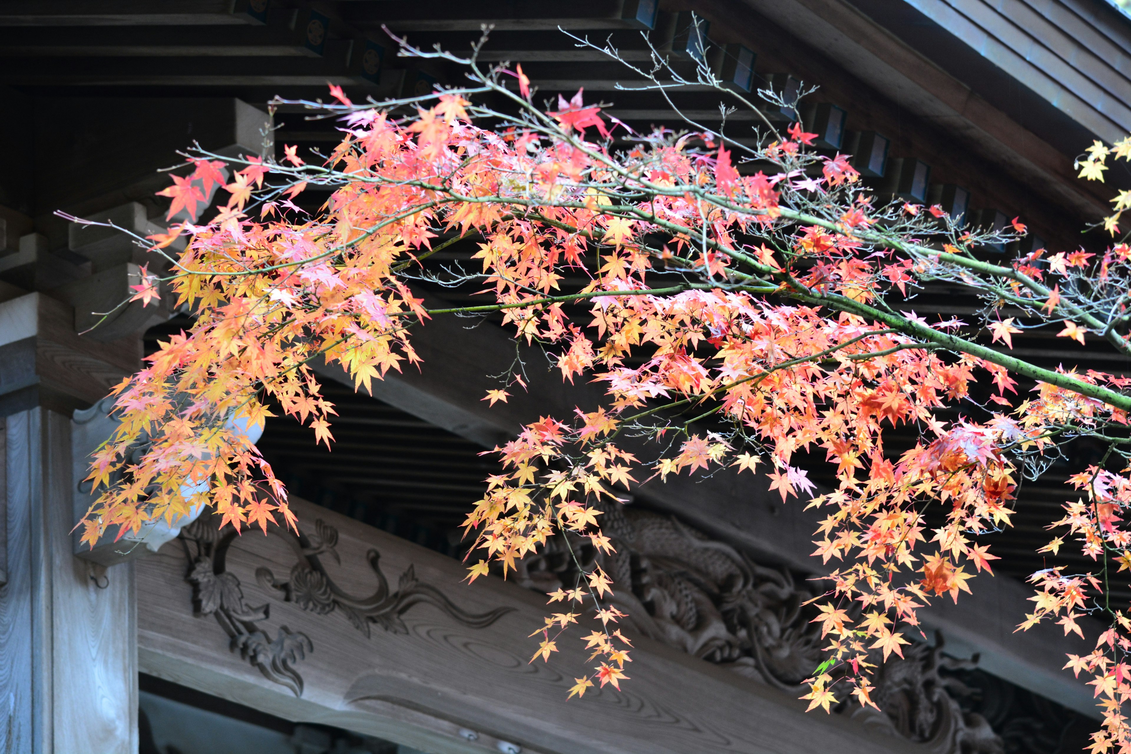 秋の紅葉が美しい枝が建物の上に伸びている