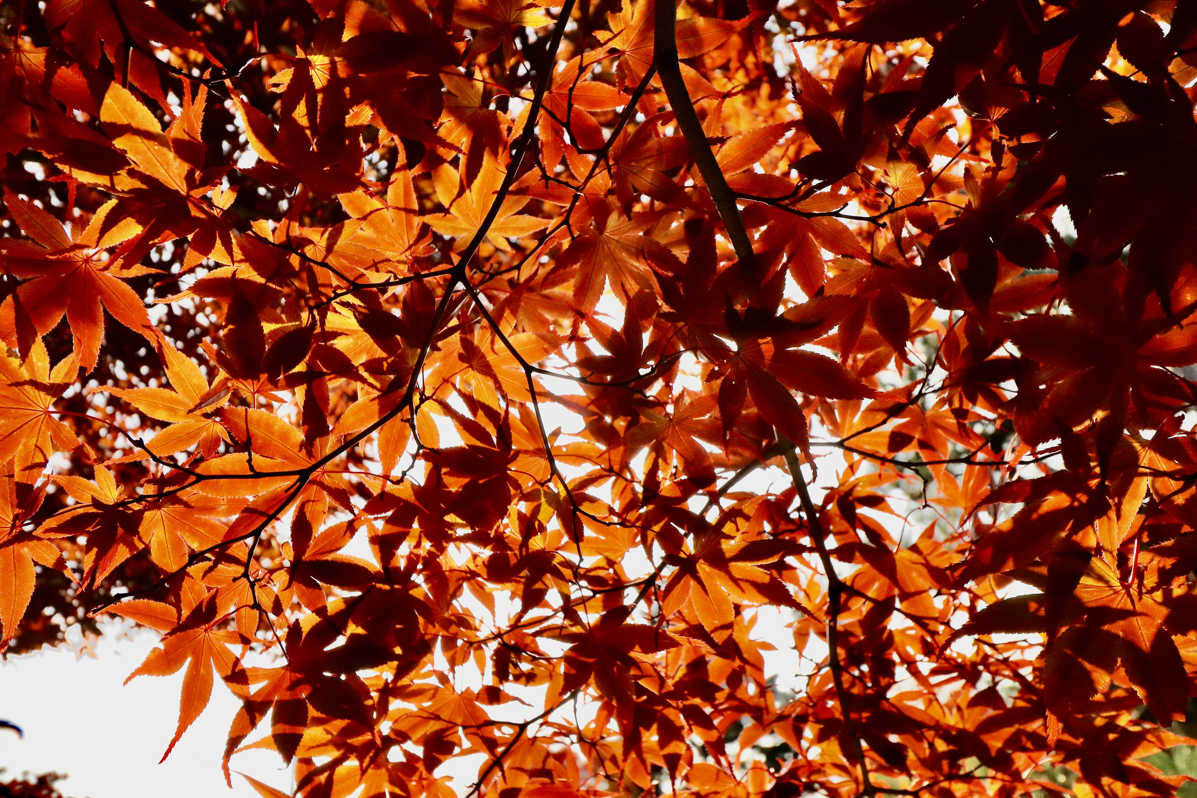 Vibrant orange maple leaves intertwined against a bright background