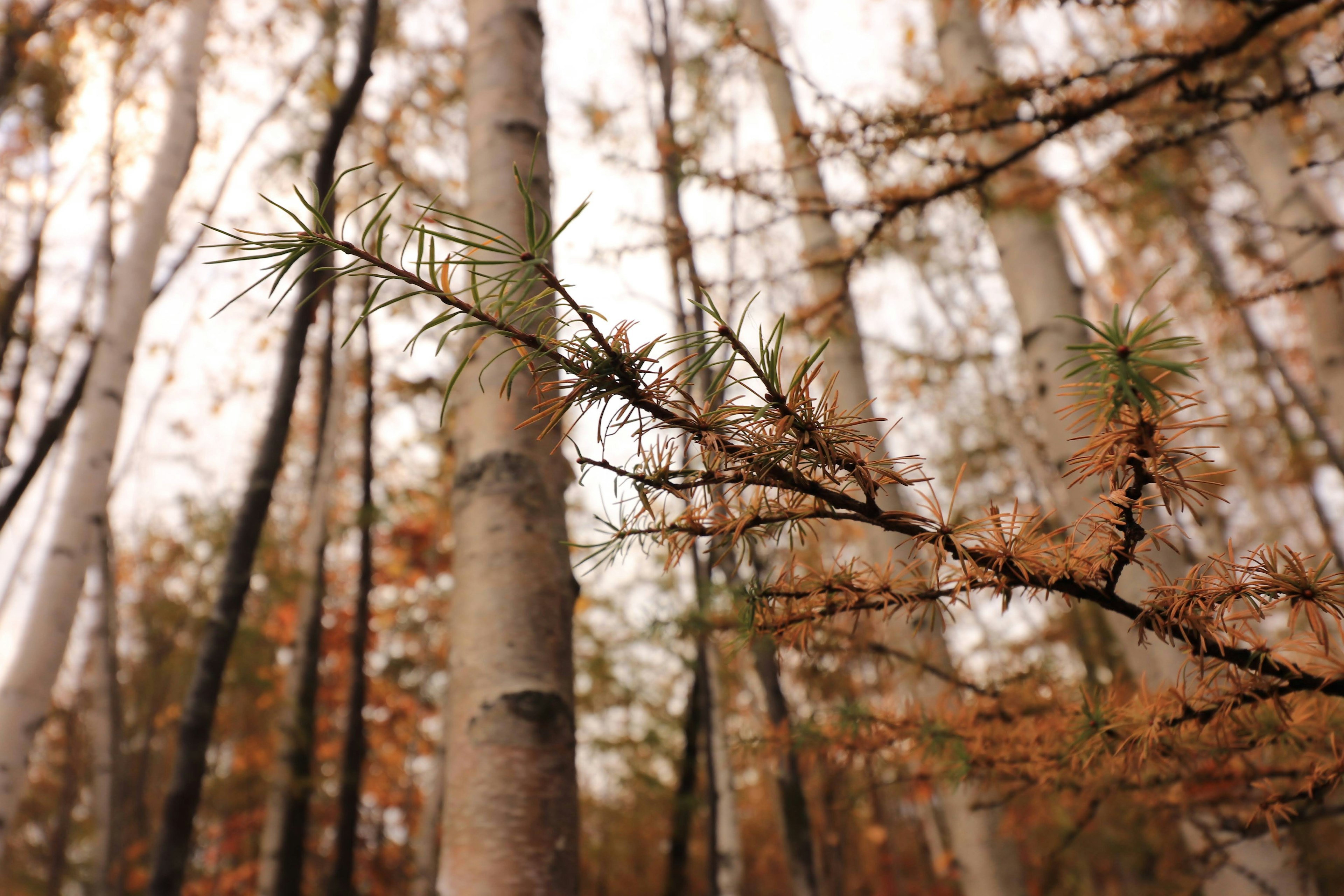 Blick auf einen Wald im Herbst mit schlanken Baumstämmen und orangefarbenen Blättern