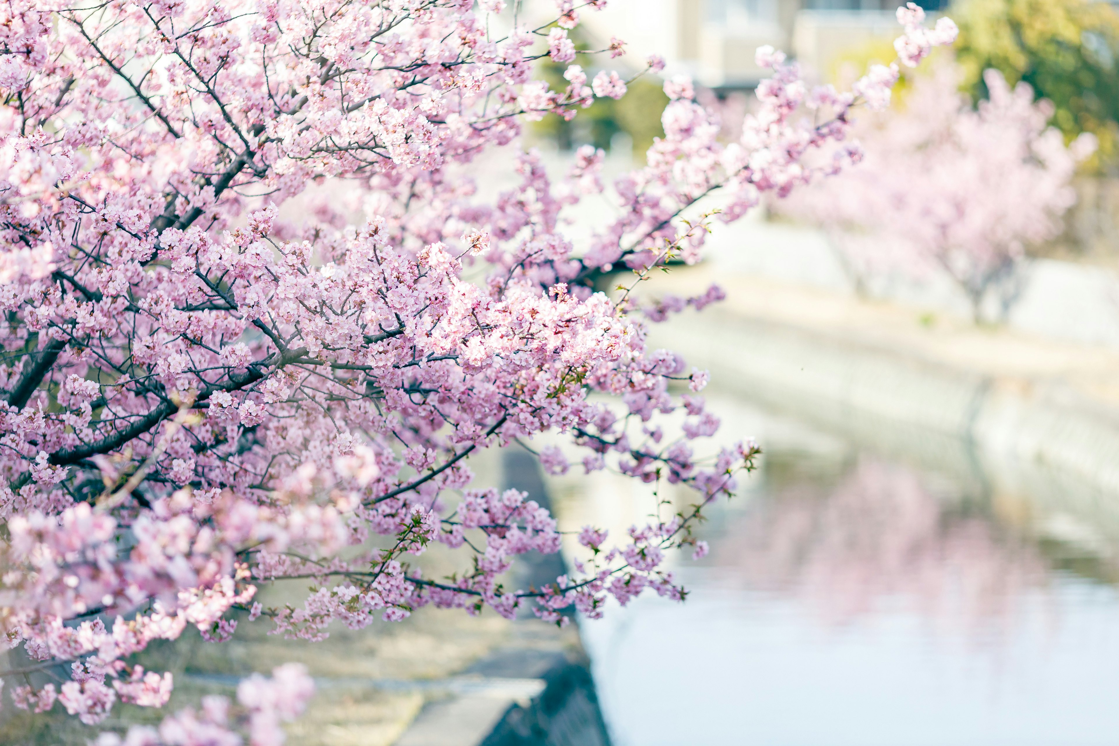 宁静河流旁的樱花树