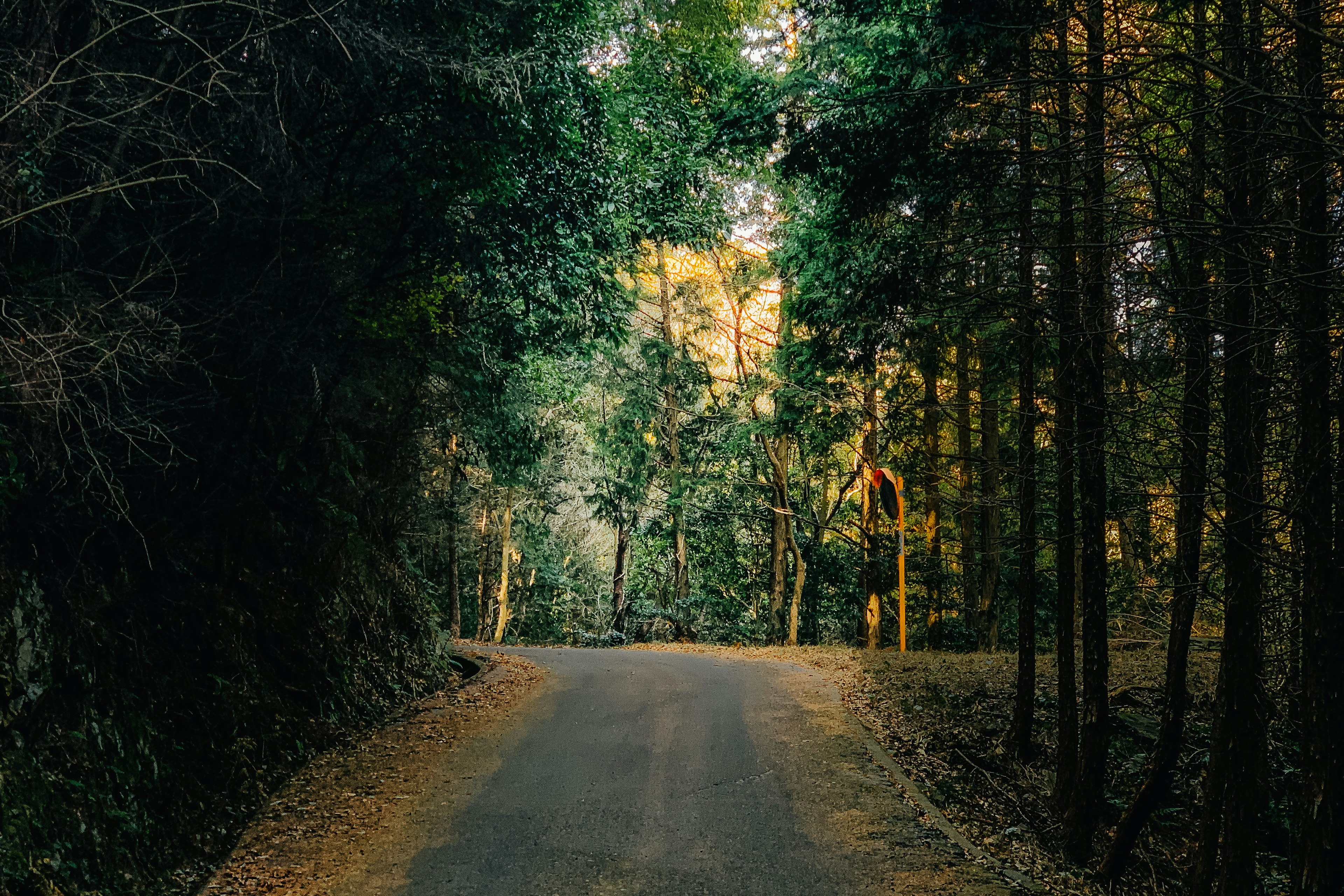 緑の木々に囲まれた静かな道路の風景