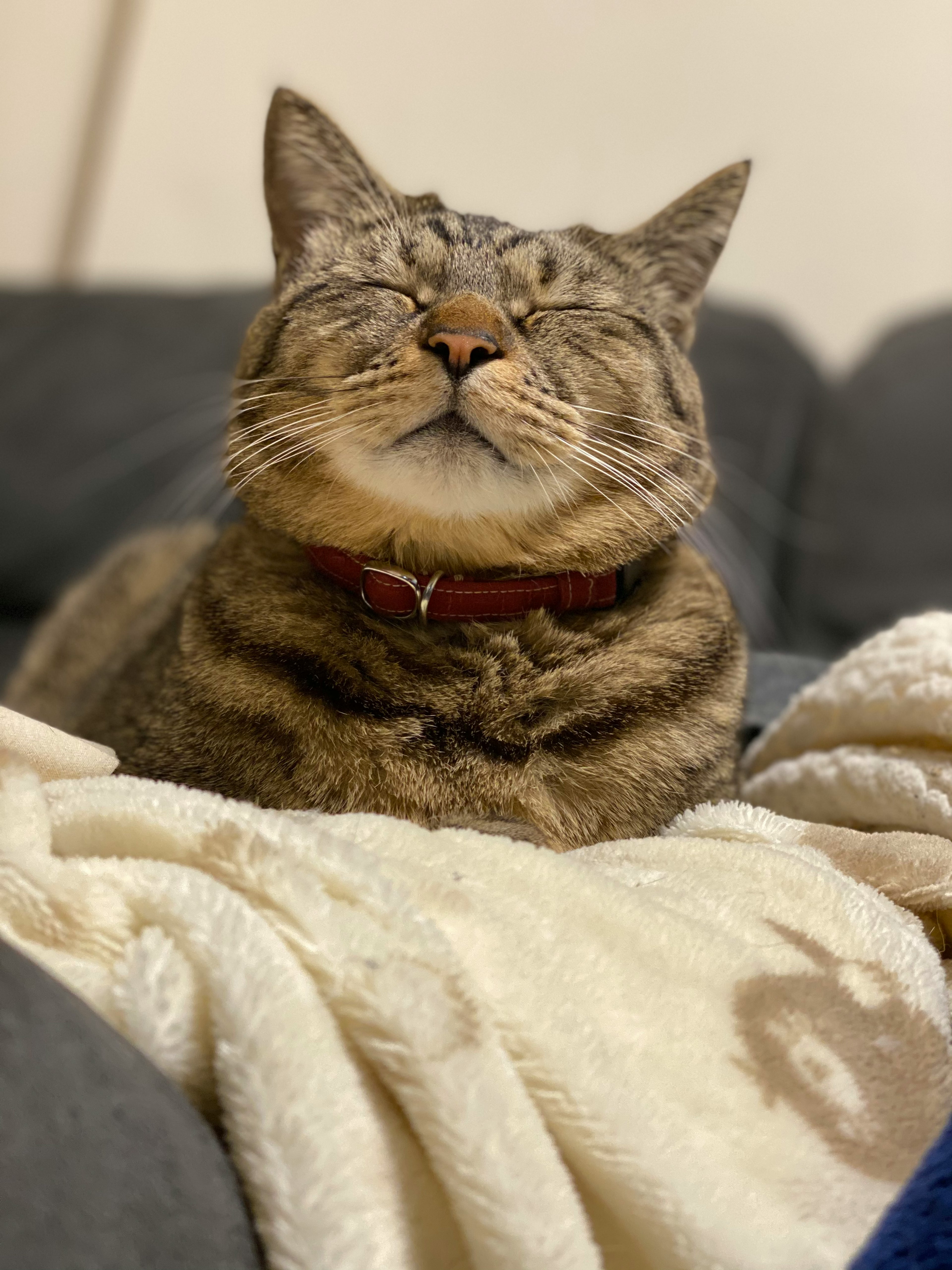 Un chat détendu allongé sur une couverture avec les yeux fermés