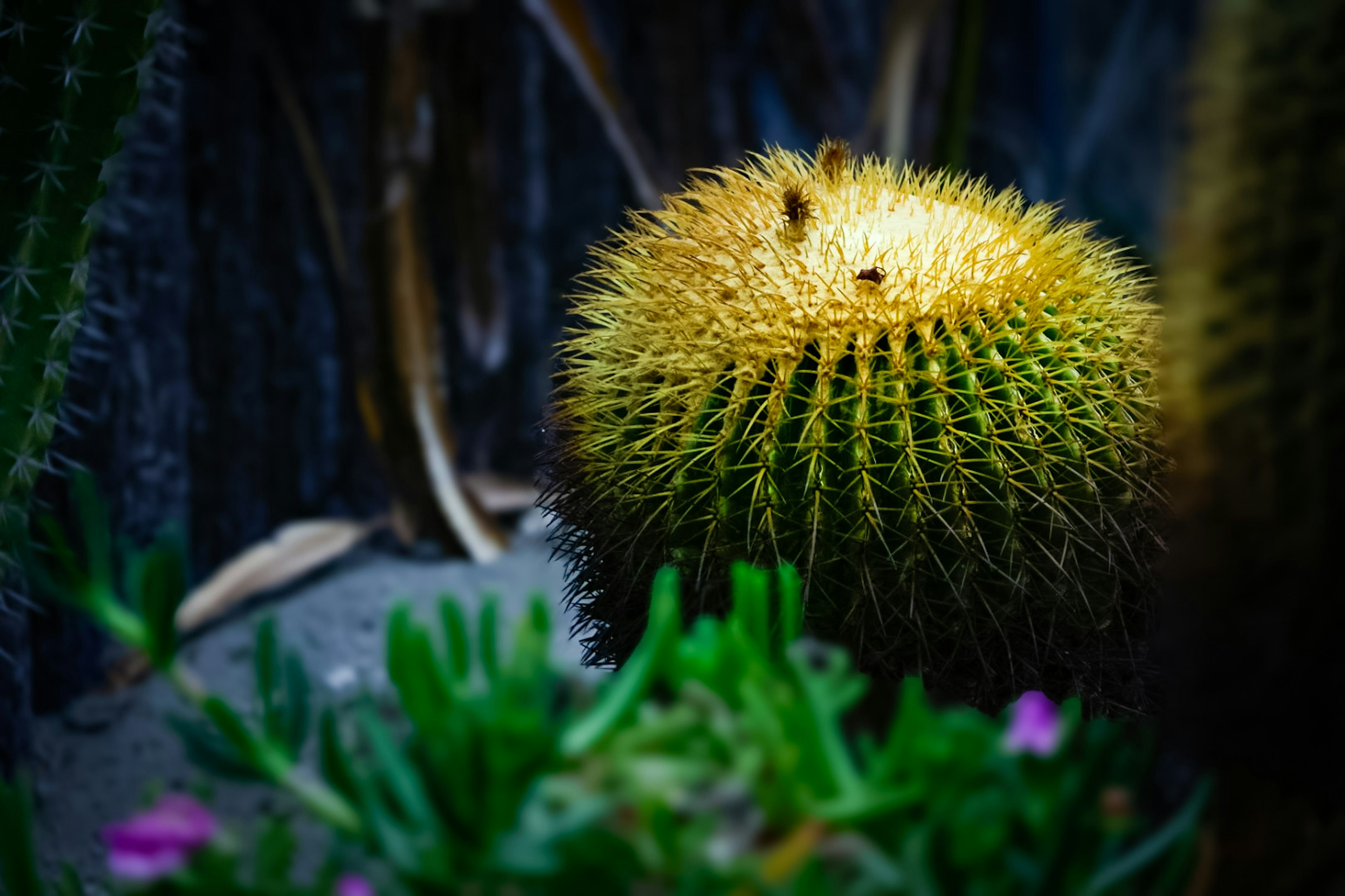 Sebuah kaktus bulat dengan duri kuning dikelilingi oleh tanaman hijau