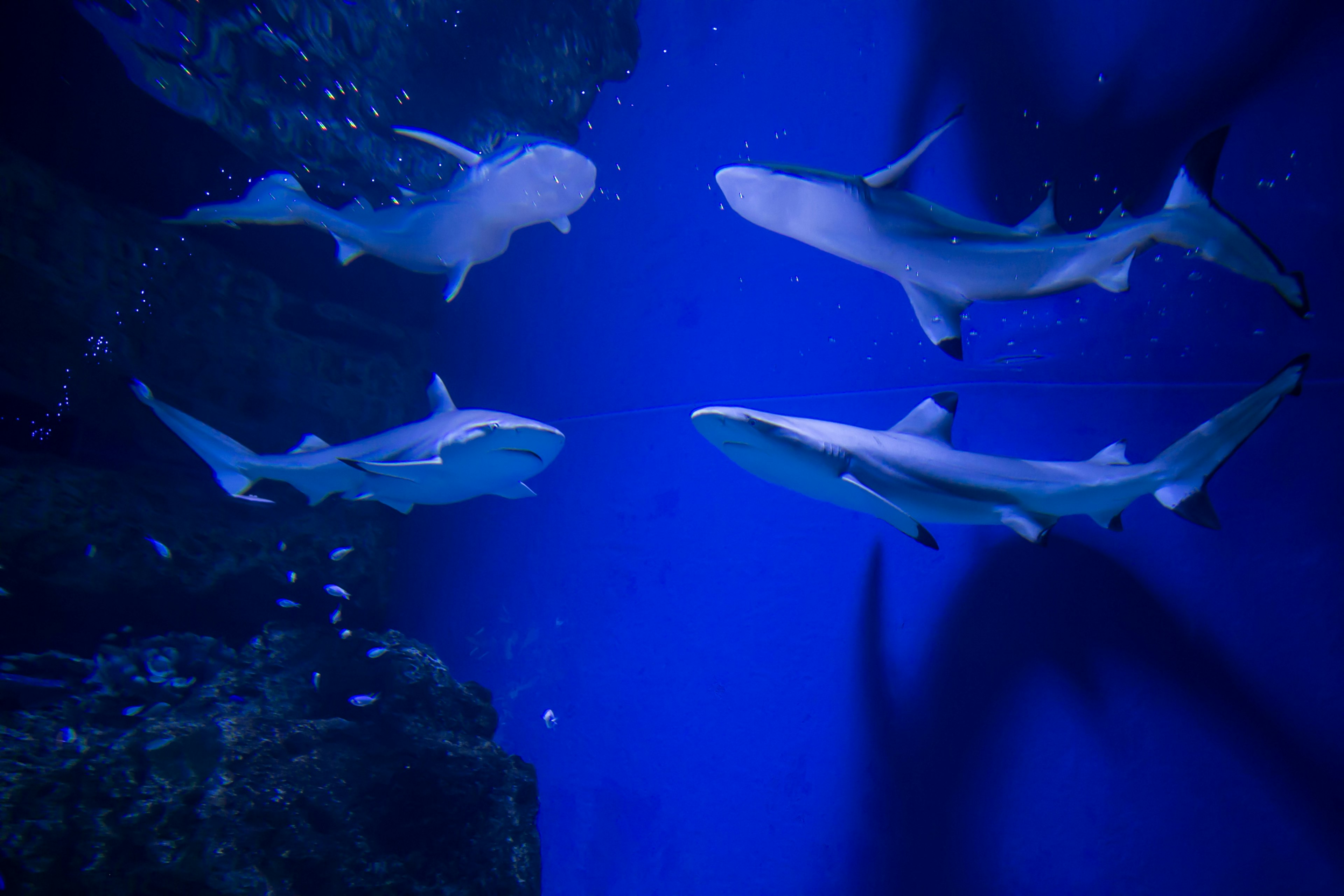 A school of sharks swimming in deep blue water