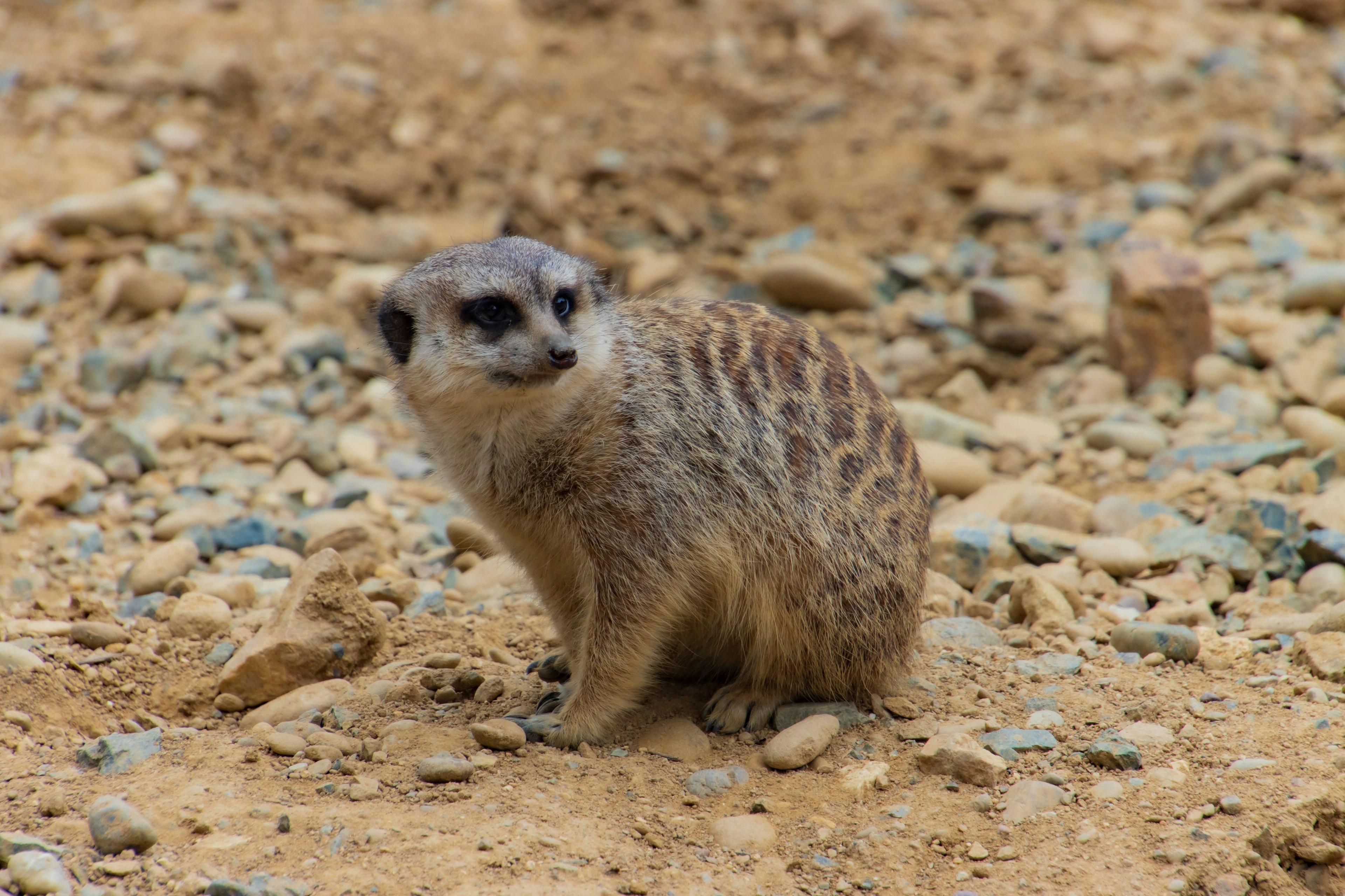 Pequeño animal parecido a una mangosta sentado en el suelo con pelaje rayado marrón y negro