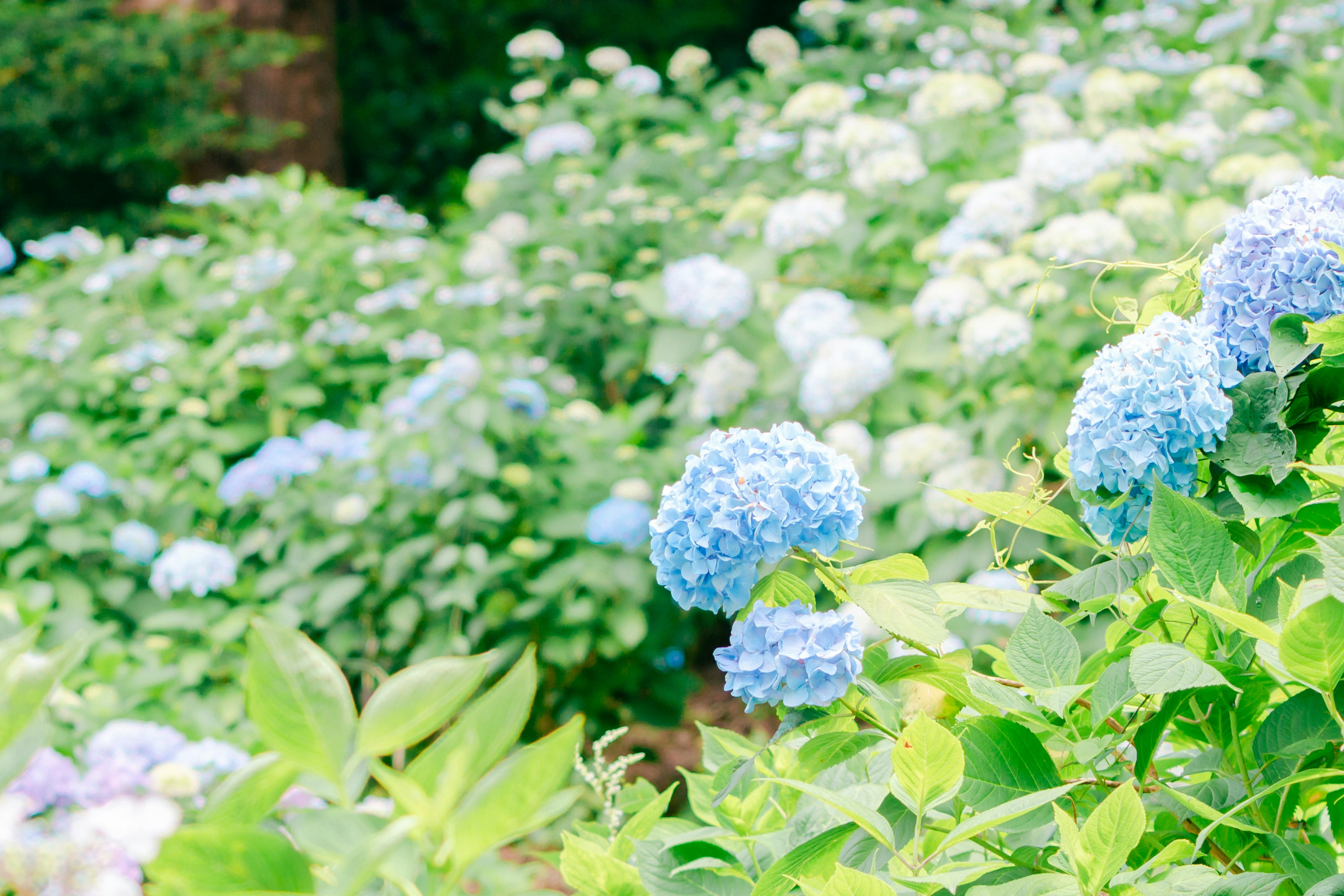 盛開的藍色繡球花的花園場景