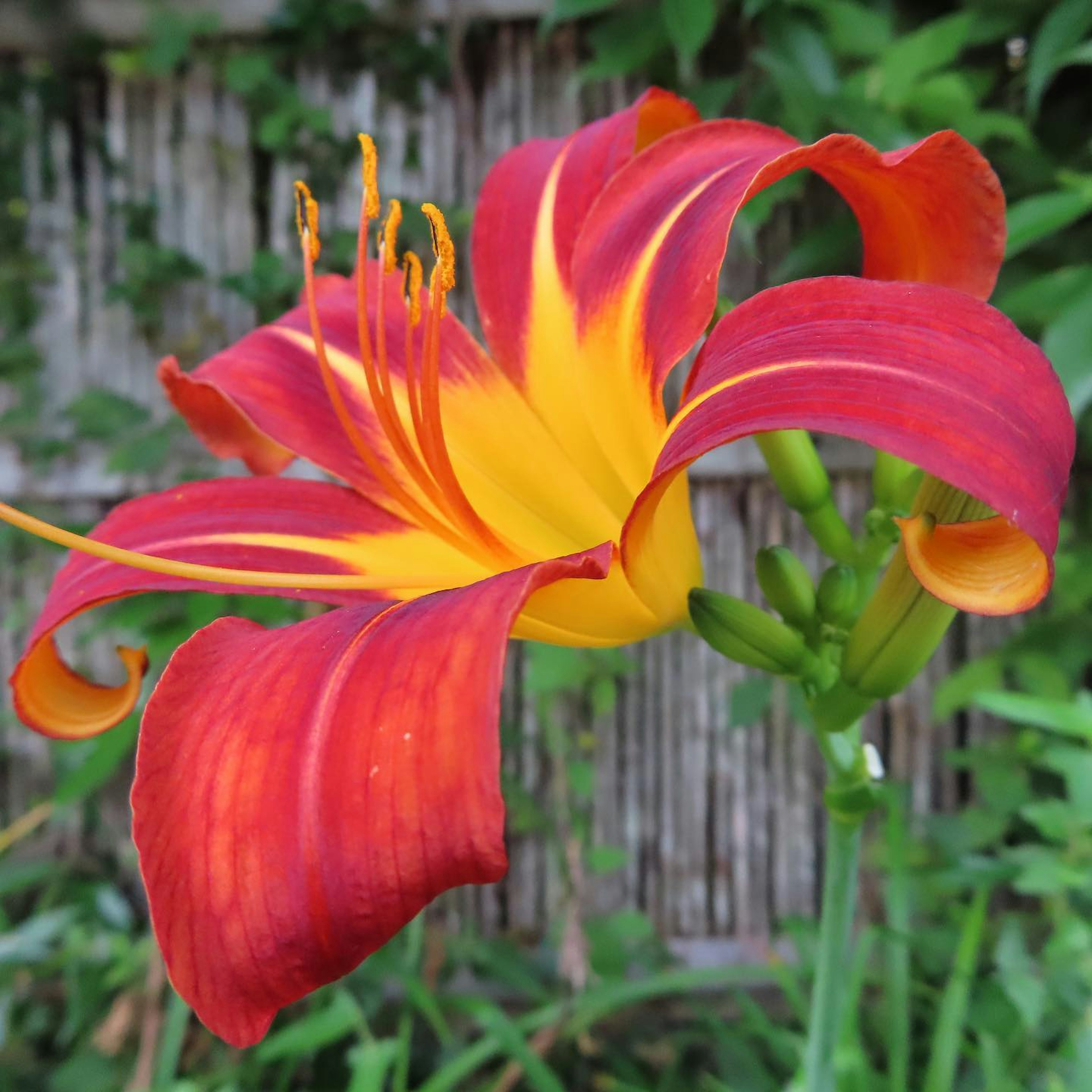 Vibrant red and yellow lily flower with curled petals