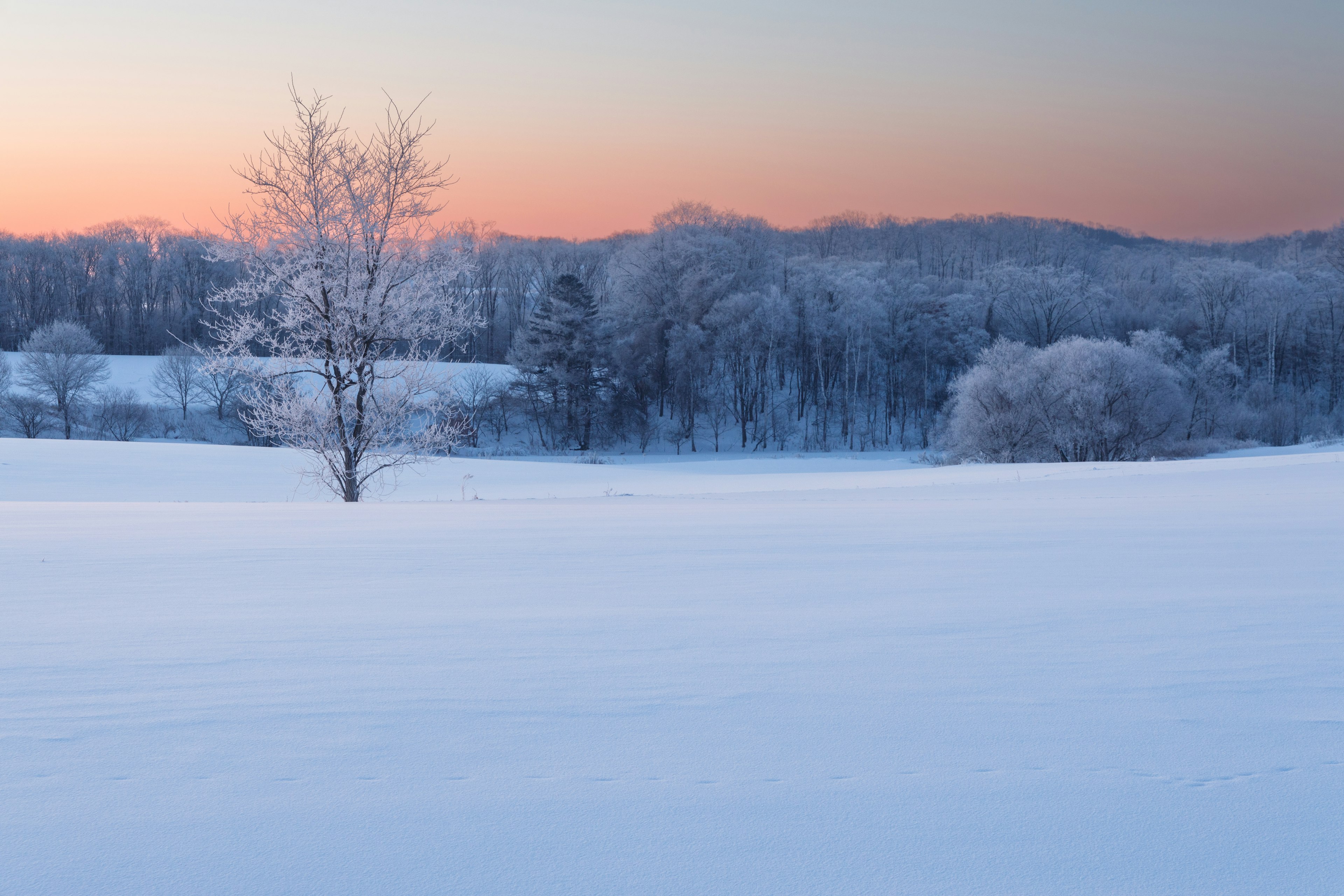 雪に覆われた風景と凍った木々のある静かな冬の夕暮れ