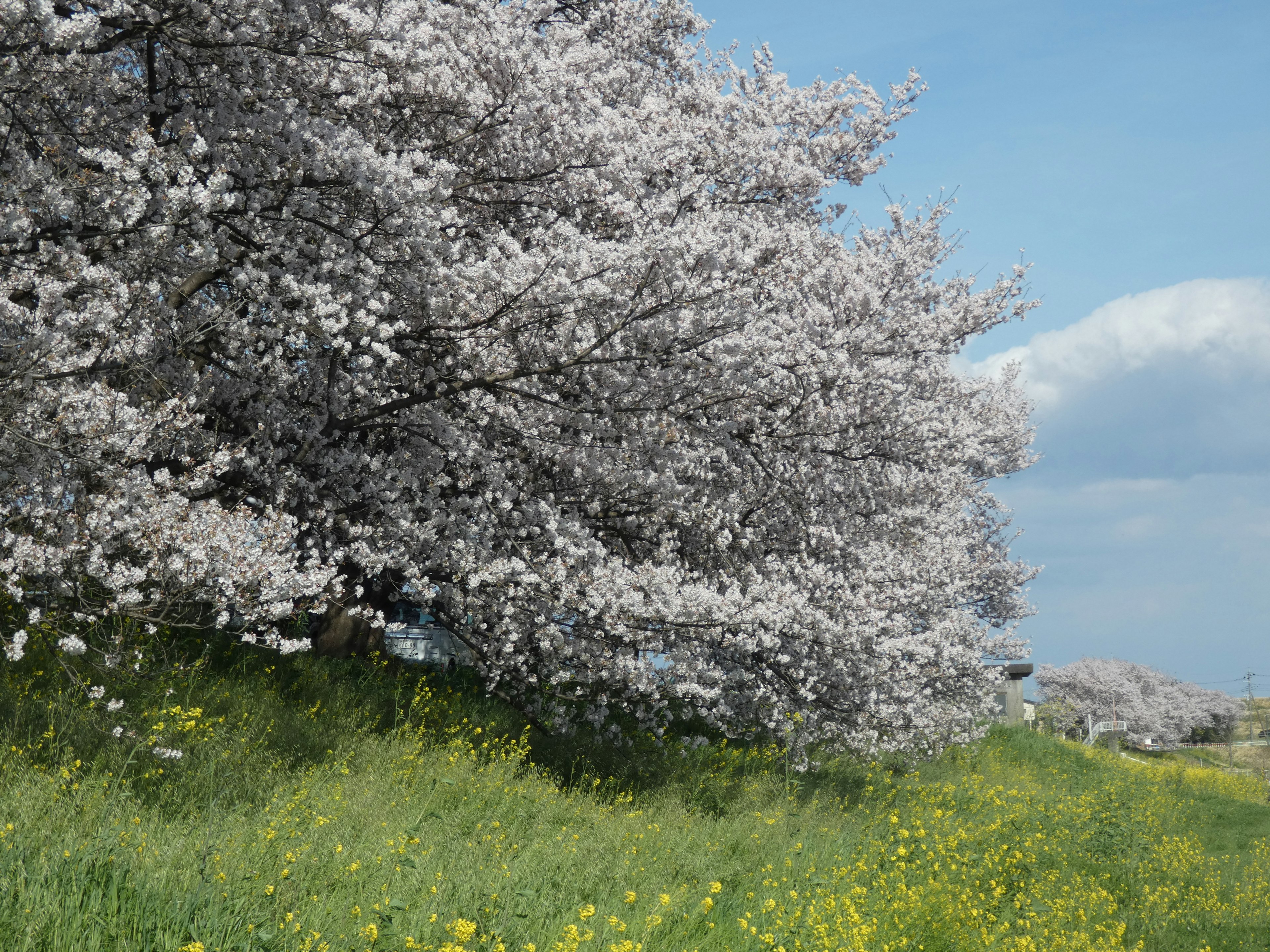 Árbol de cerezo en flor con hierba verde y flores amarillas