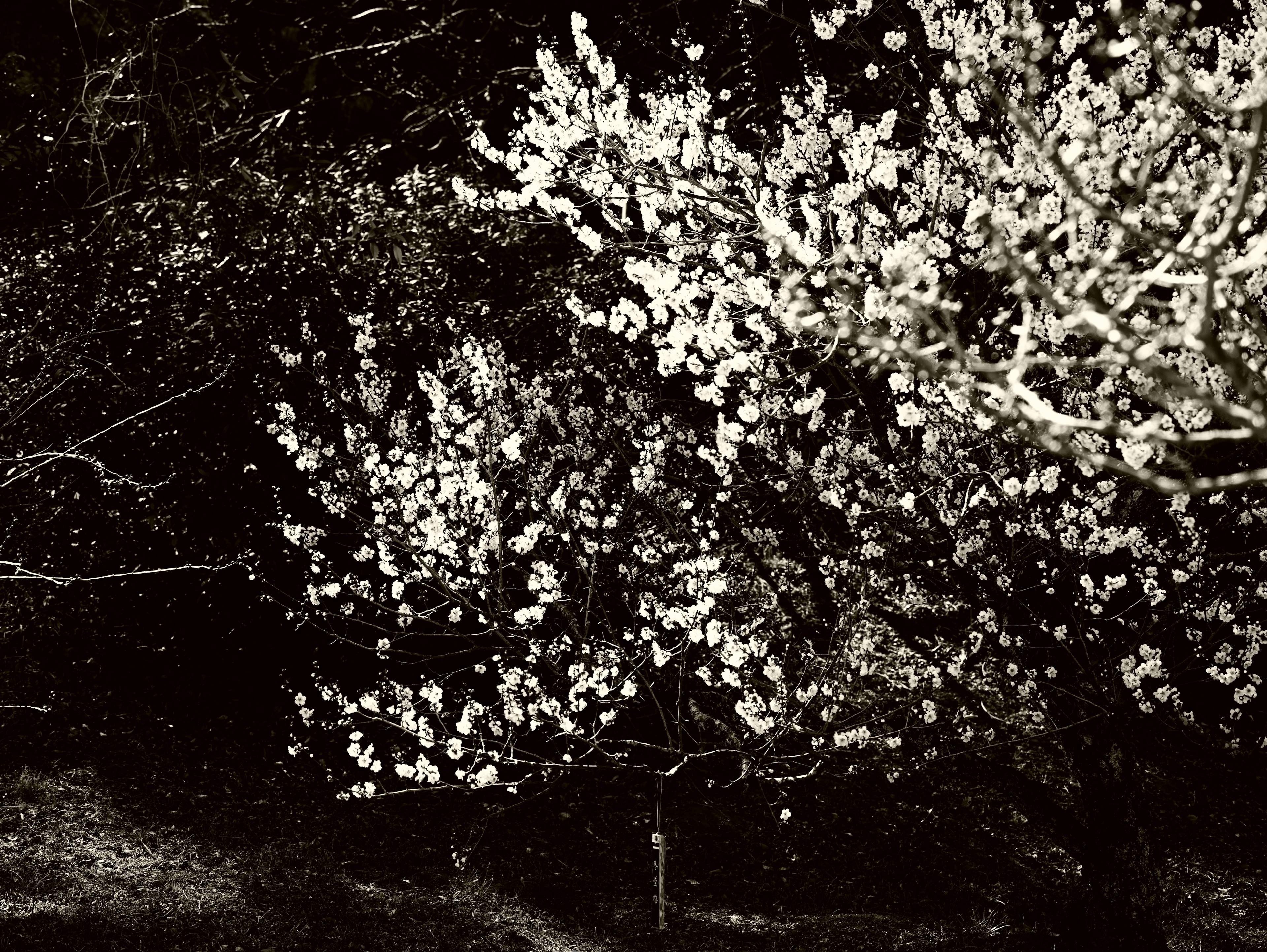 Black and white photo of trees with white blossoms