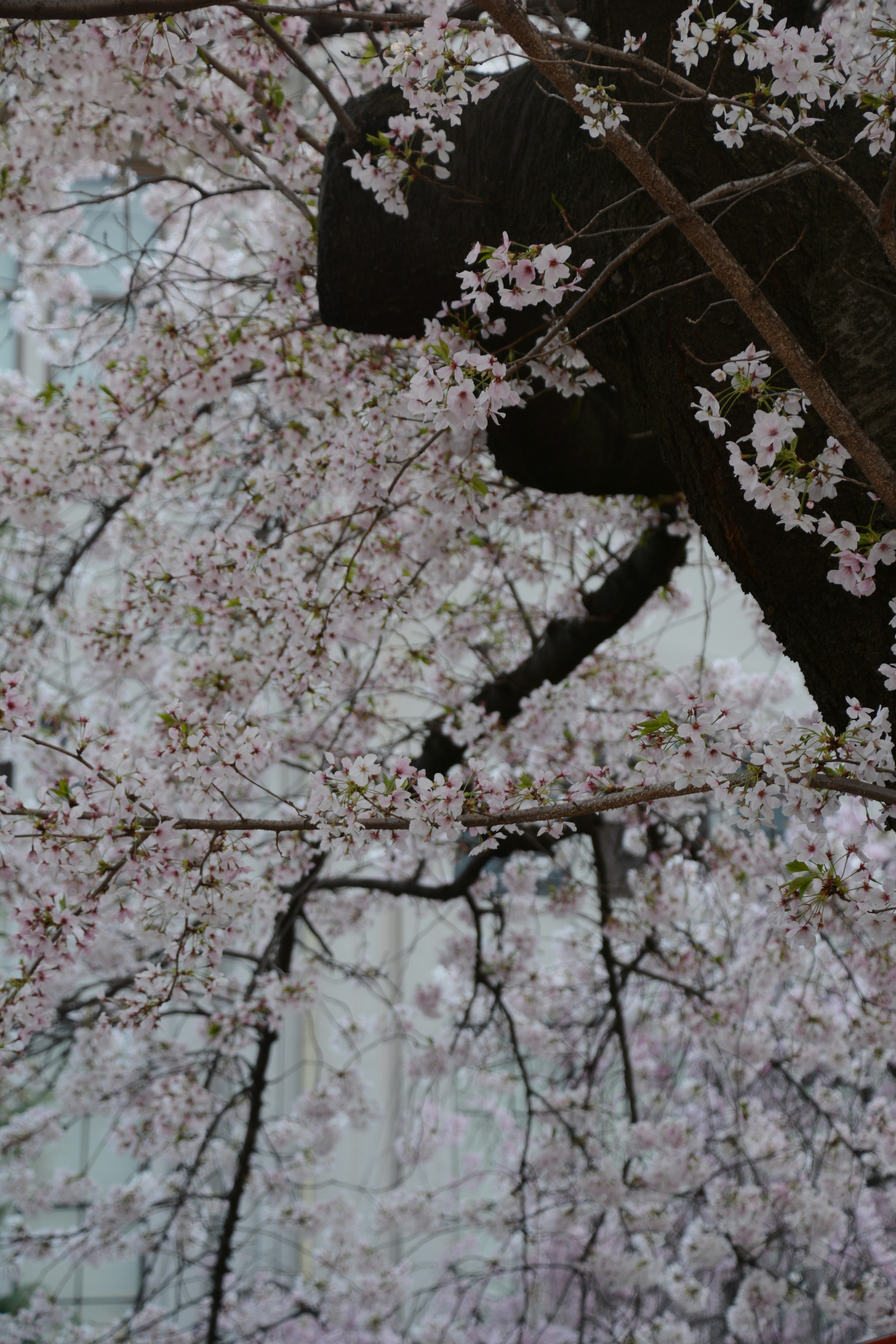 Cherry blossom branches with pink flowers against a blurred background