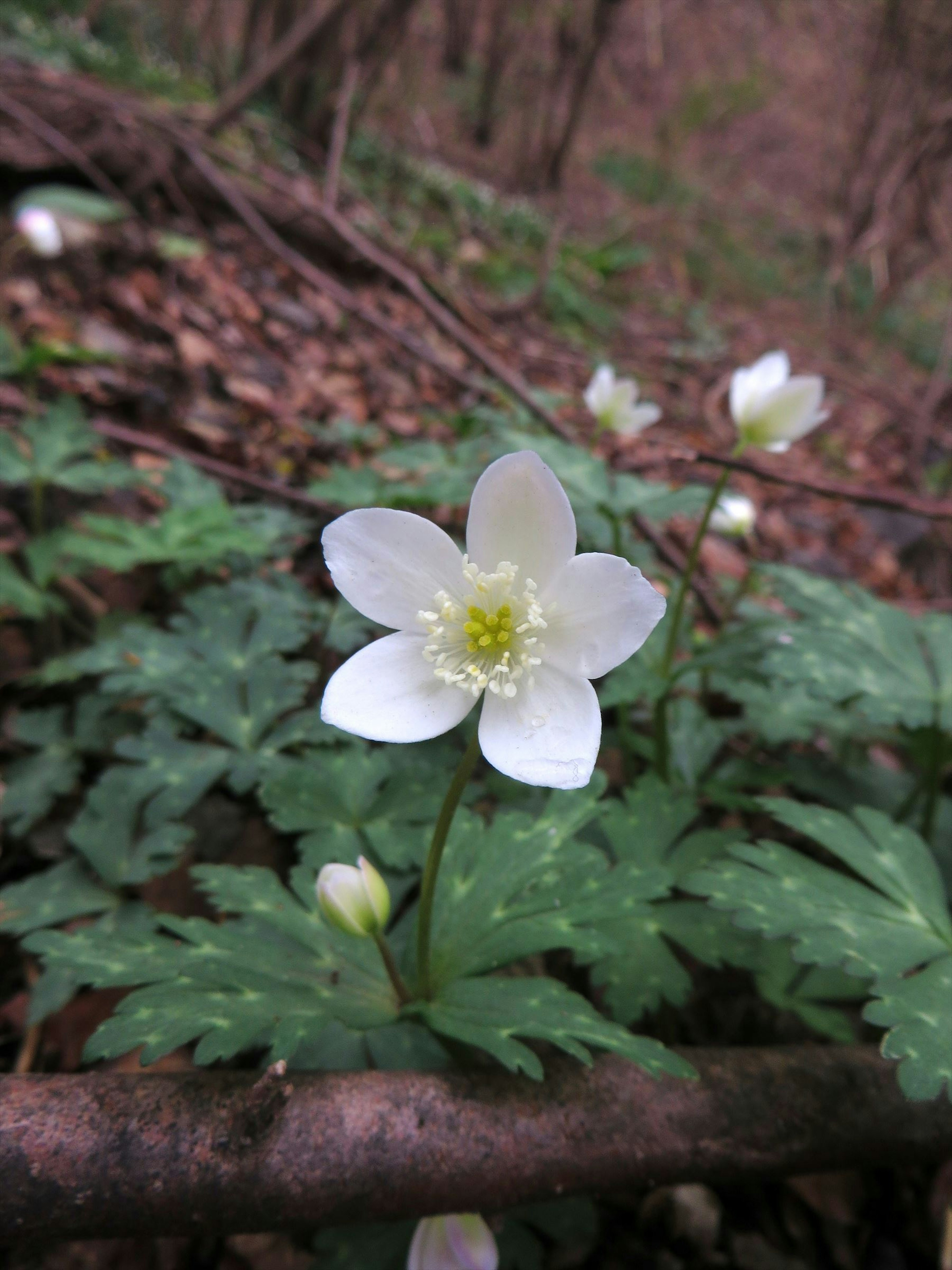 Nahaufnahme einer weißen Blume mit grünen Blättern in einer Waldumgebung