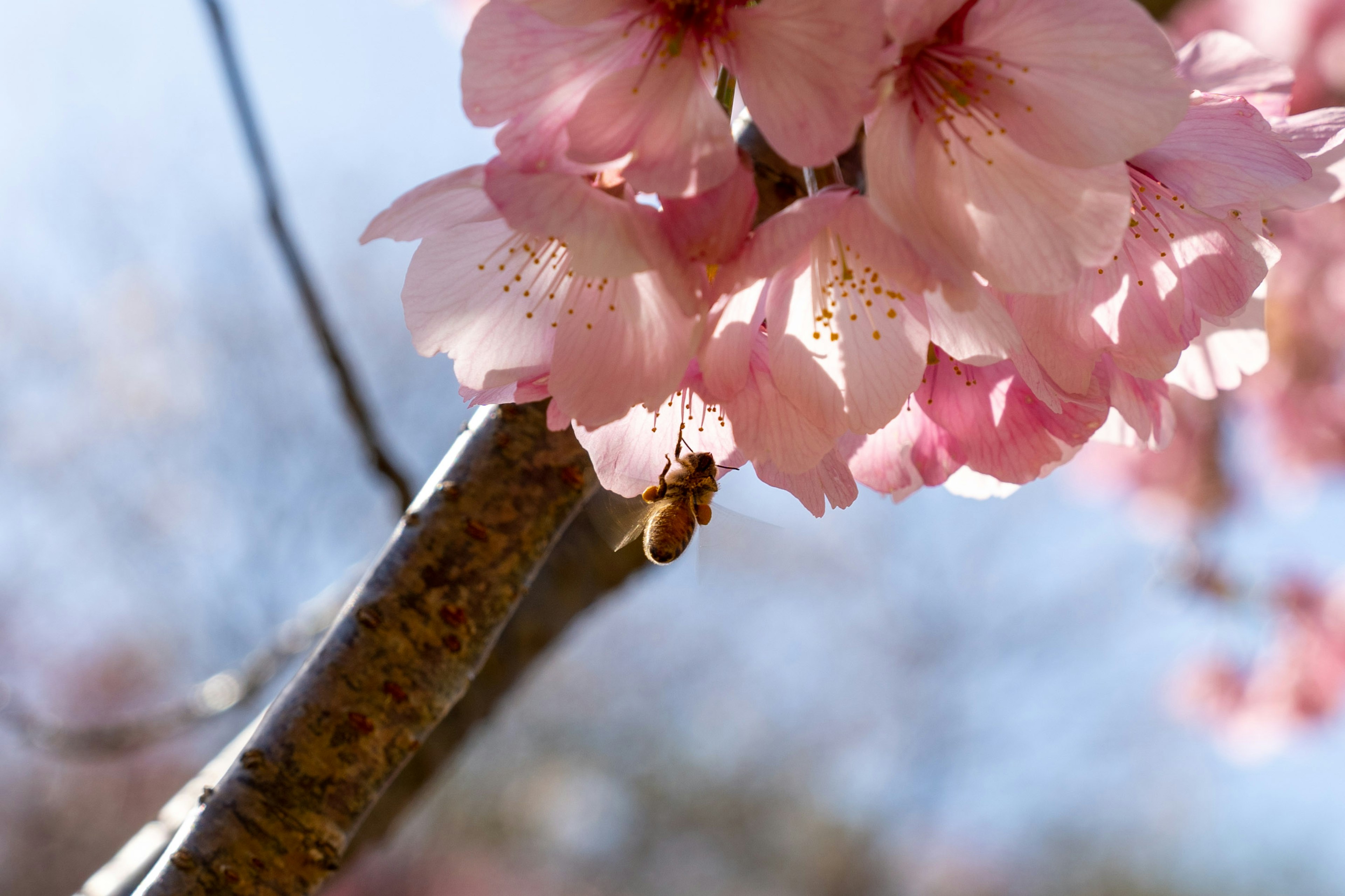 桜の花が咲いている枝のクローズアップ