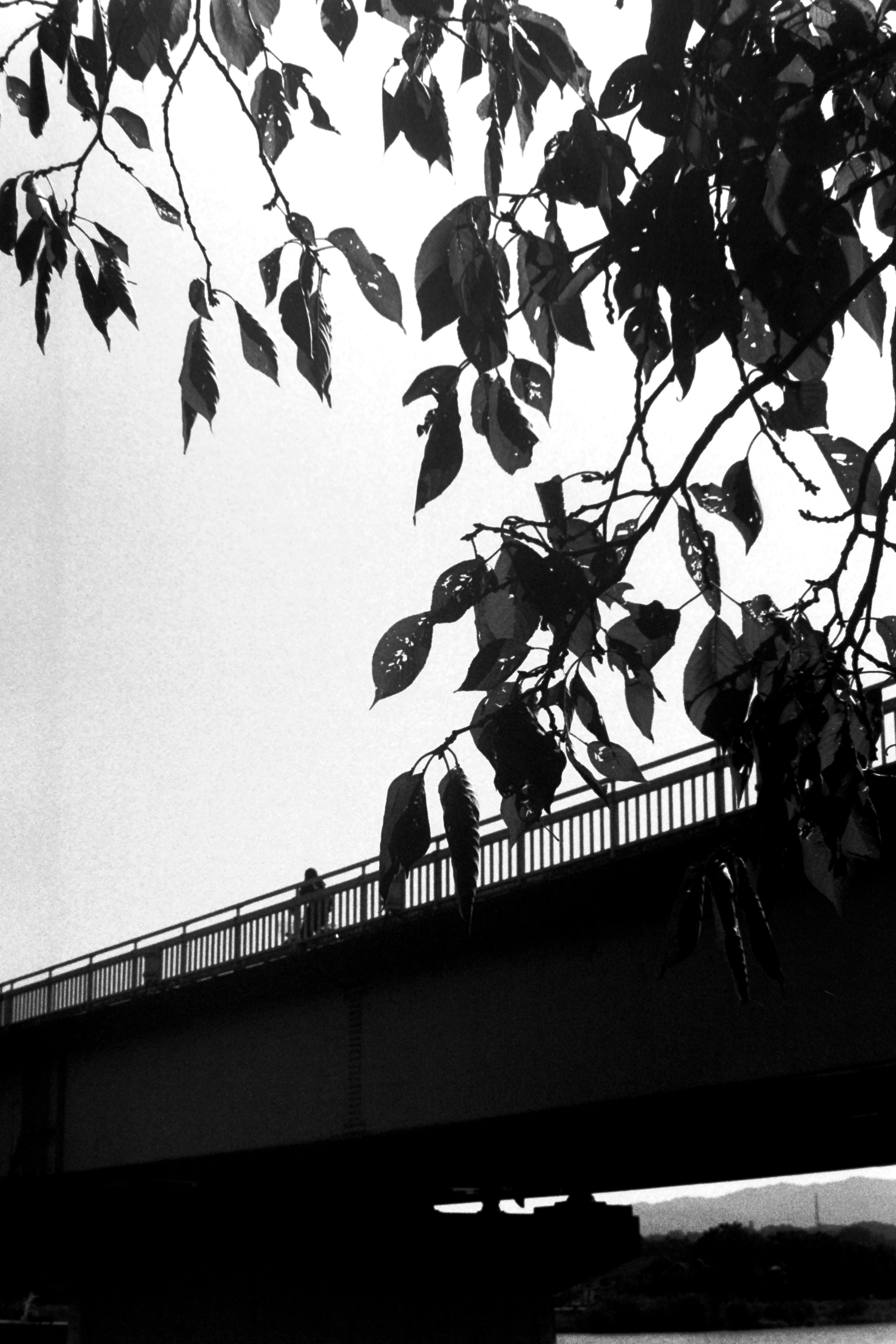 Silhouette di un ponte con foglie in bianco e nero