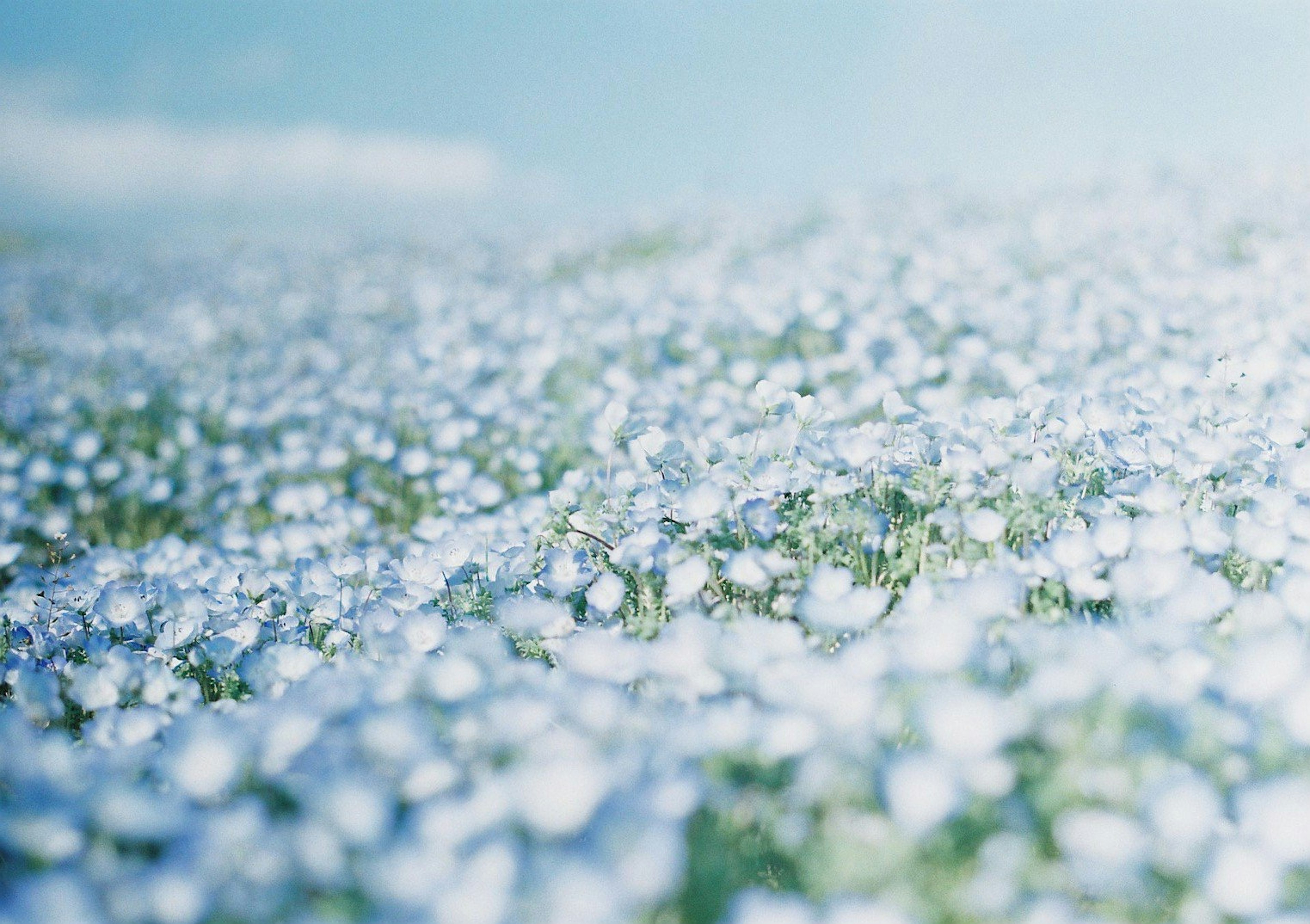 Amplio campo cubierto de flores azules en flor