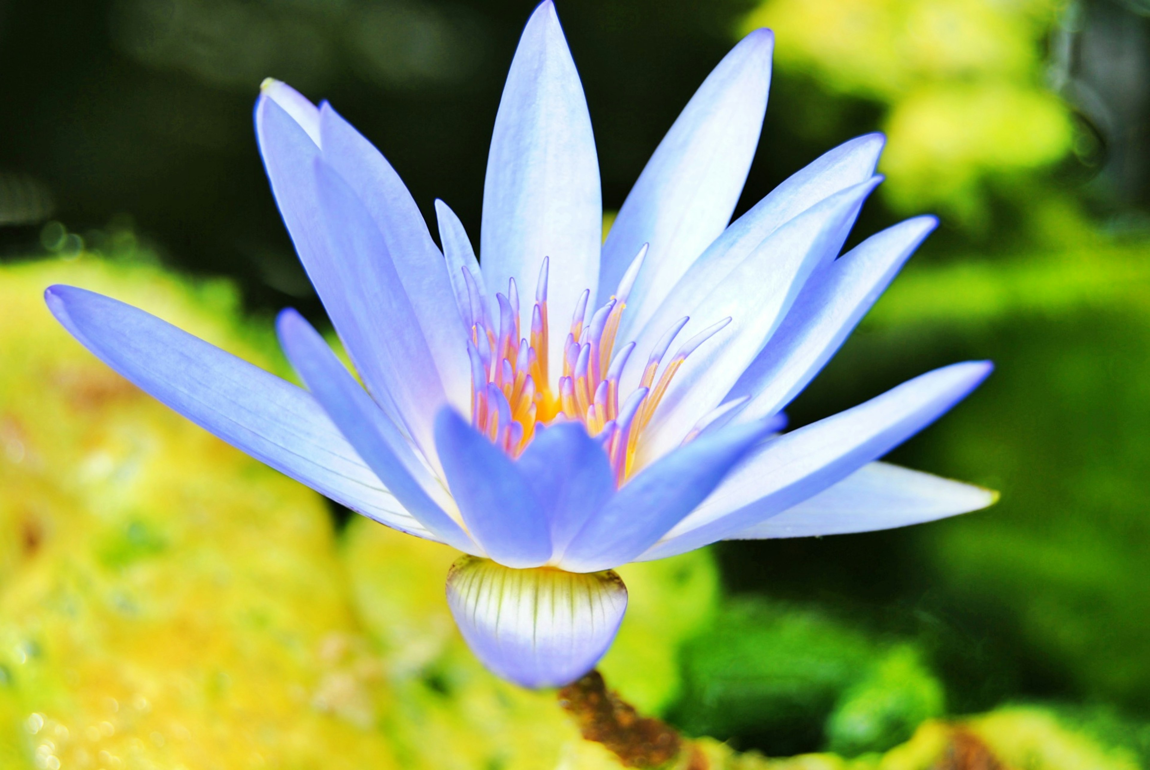 Blaue Wasserlilie blüht vor einem lebhaften grünen Hintergrund