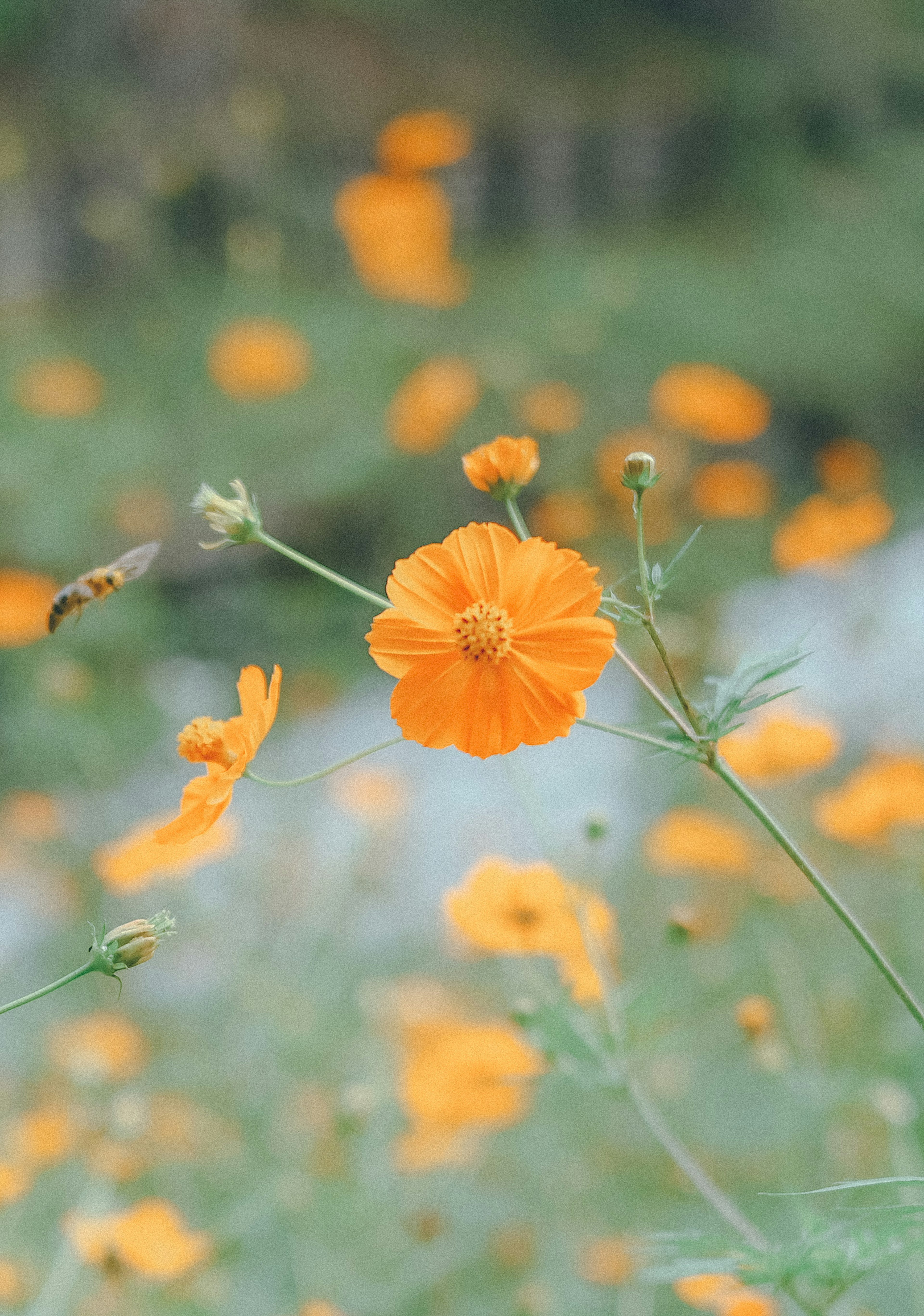 鮮やかなオレンジ色の花が咲いている風景の中で、一輪の花が際立っている