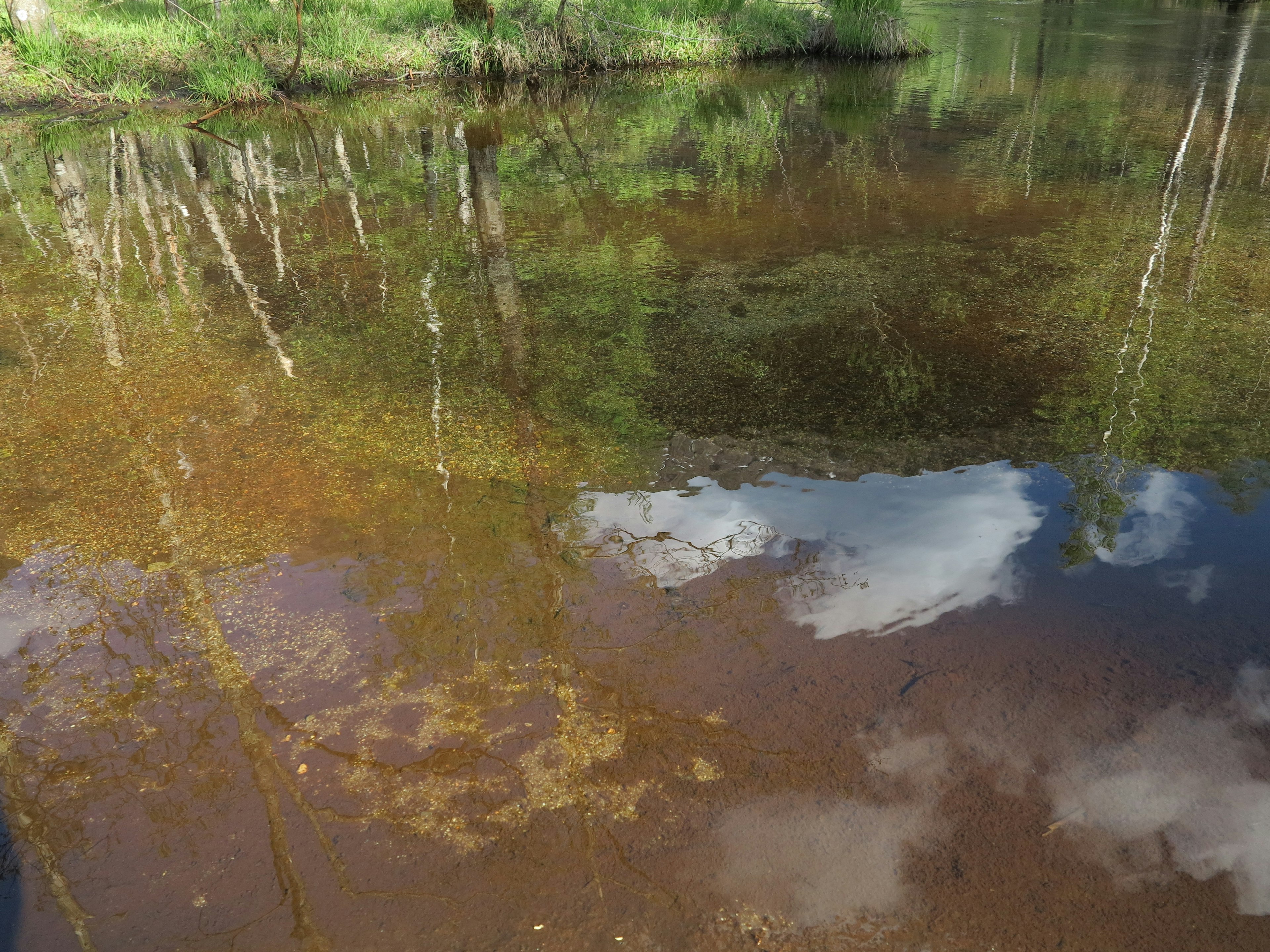 Ruhige Seenfläche, die Wolken und umliegende grüne Bäume spiegelt