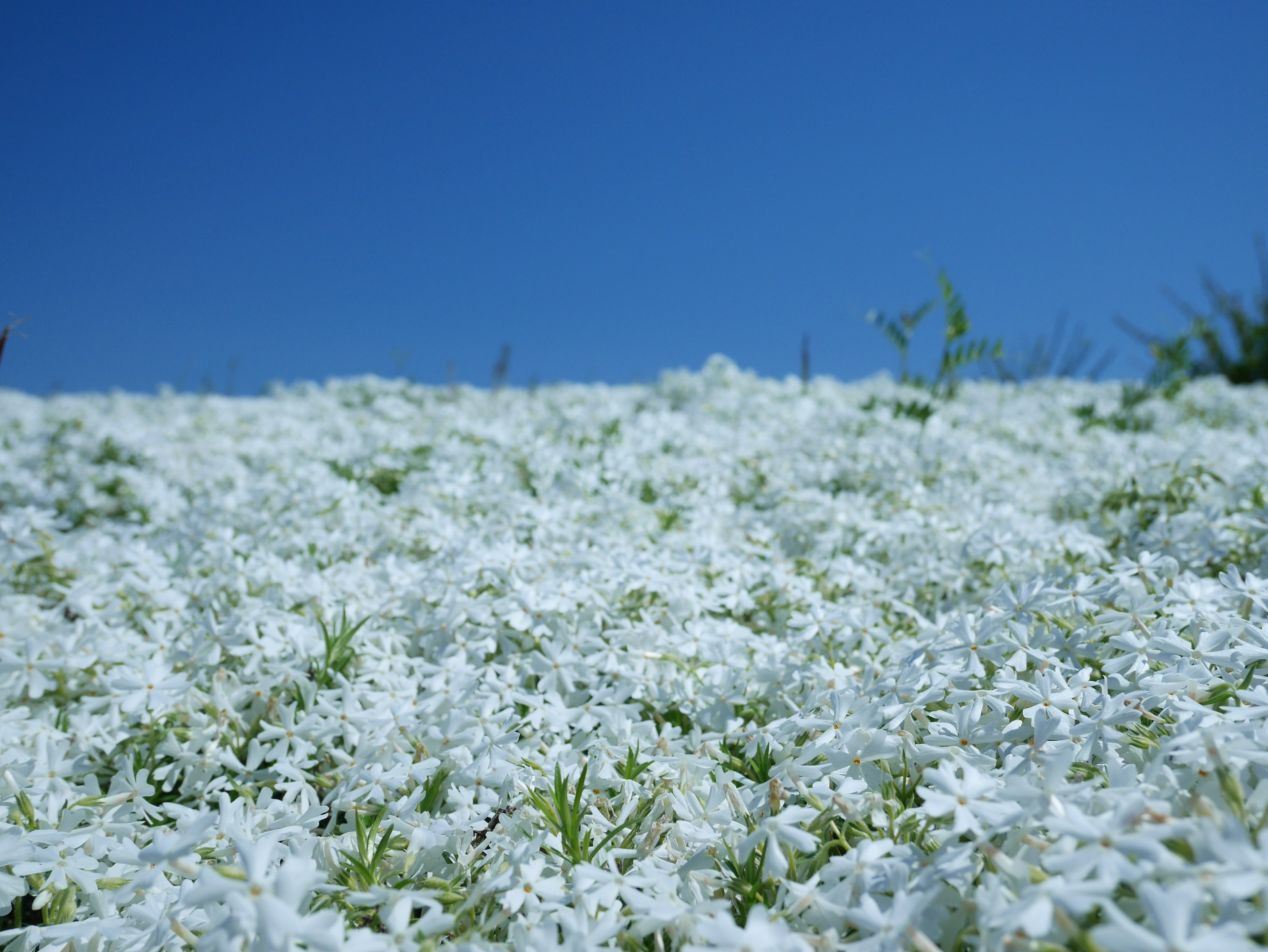 A carpet of white flowers under a blue sky