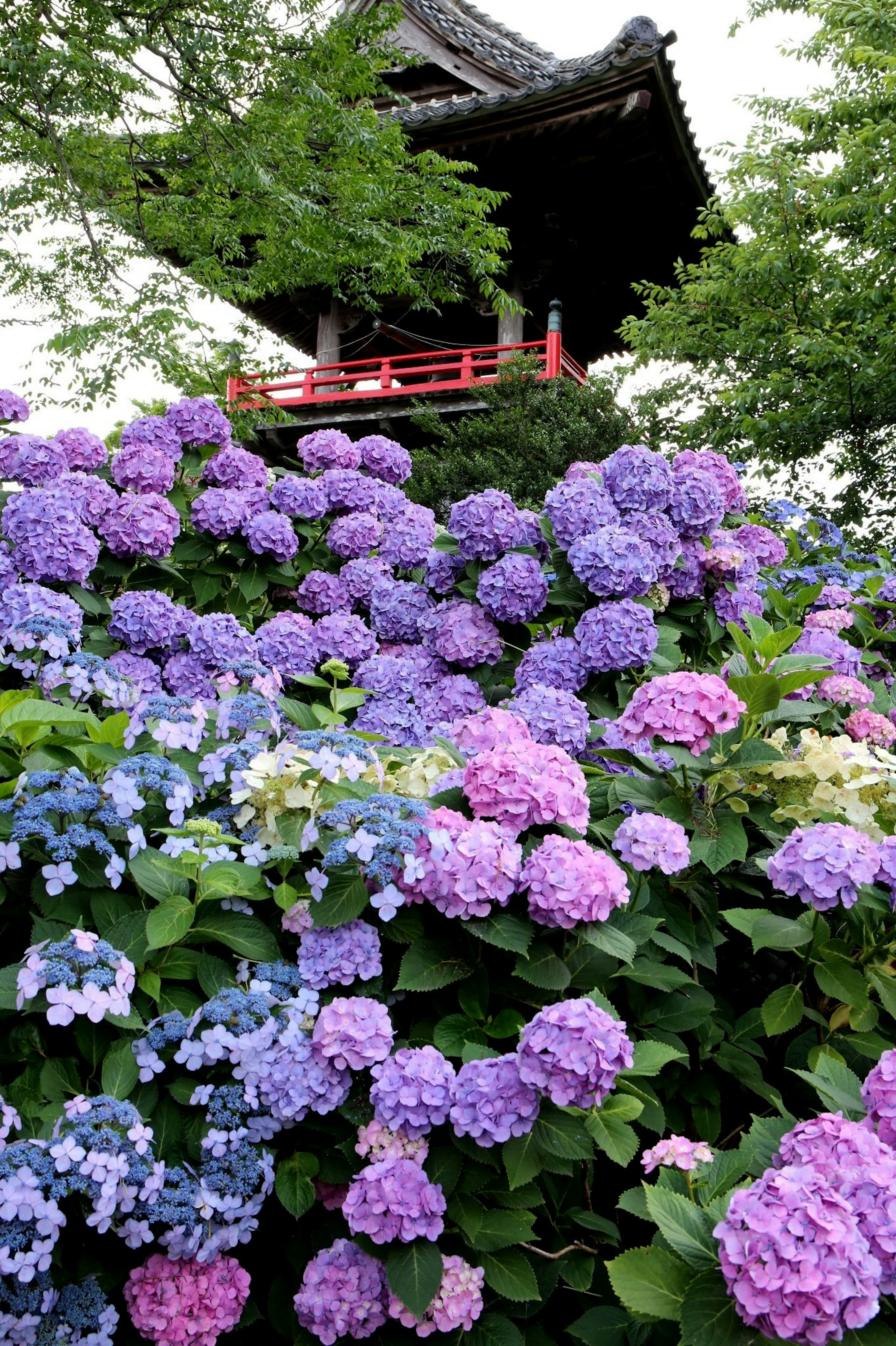 Pemandangan indah dengan bunga hortensia yang mekar dan bangunan tradisional