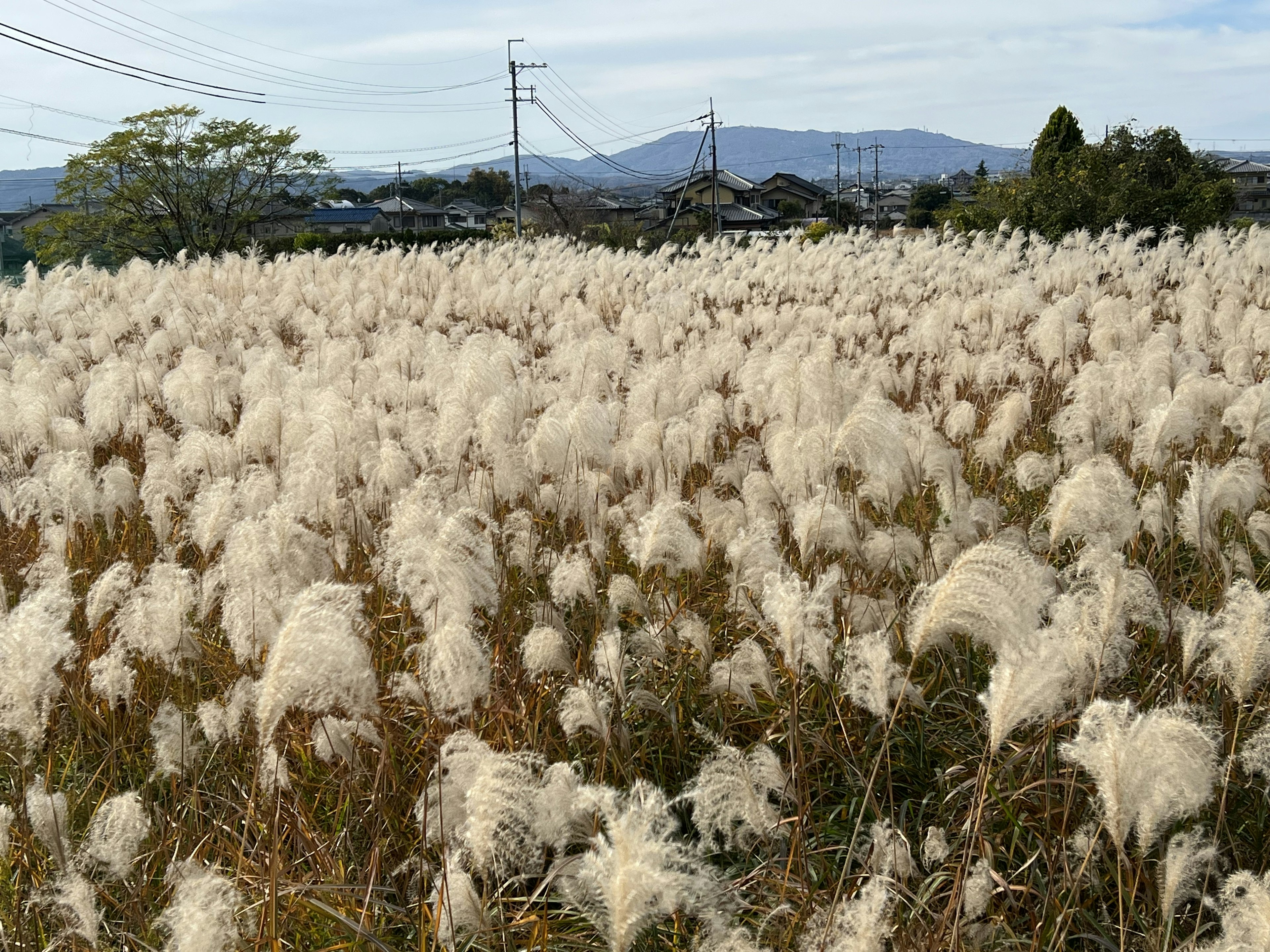 白いススキの野原と背景の山々