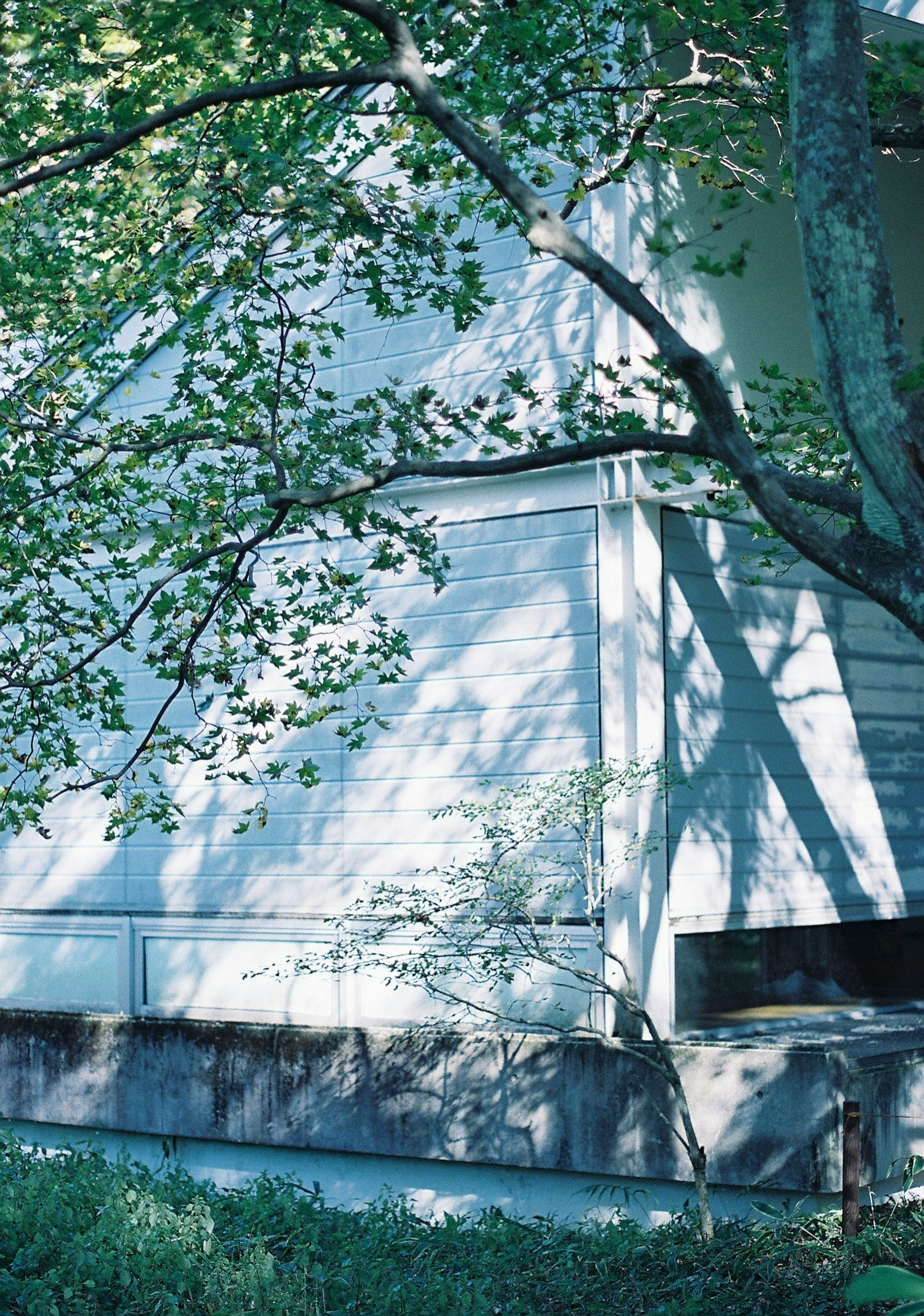 Vue latérale d'un bâtiment blanc avec des feuilles vertes et des ombres