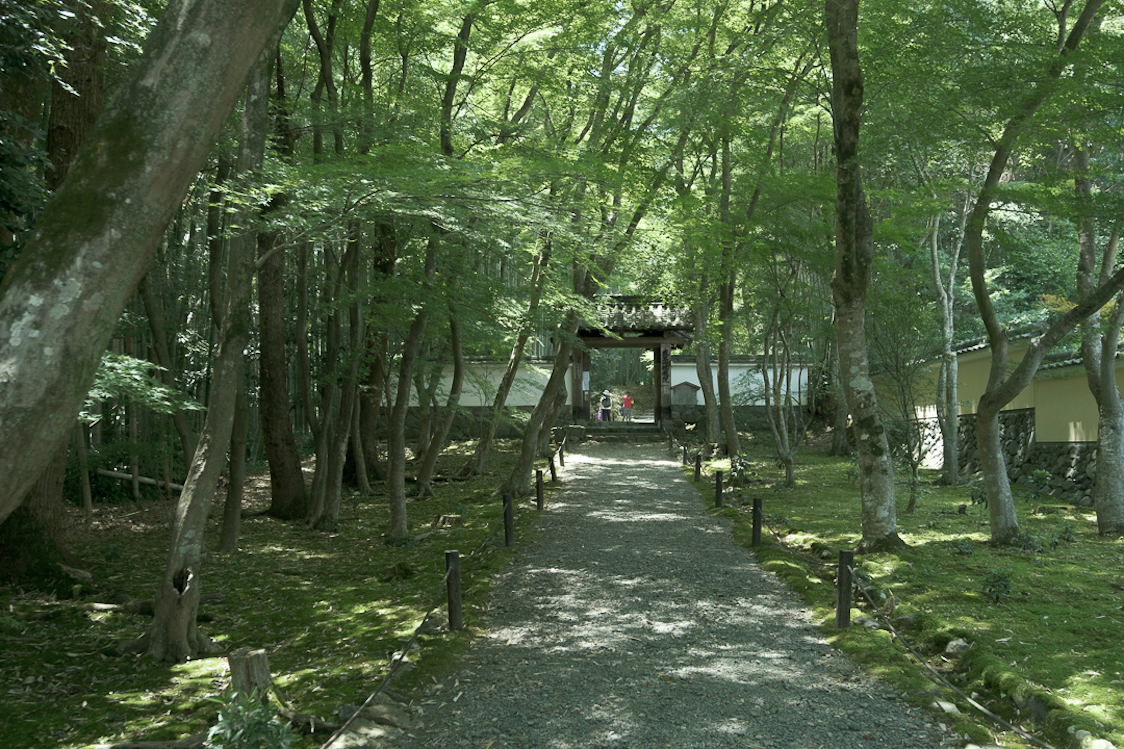 Sendero sereno a través de un bosque verde que lleva a la entrada de un templo