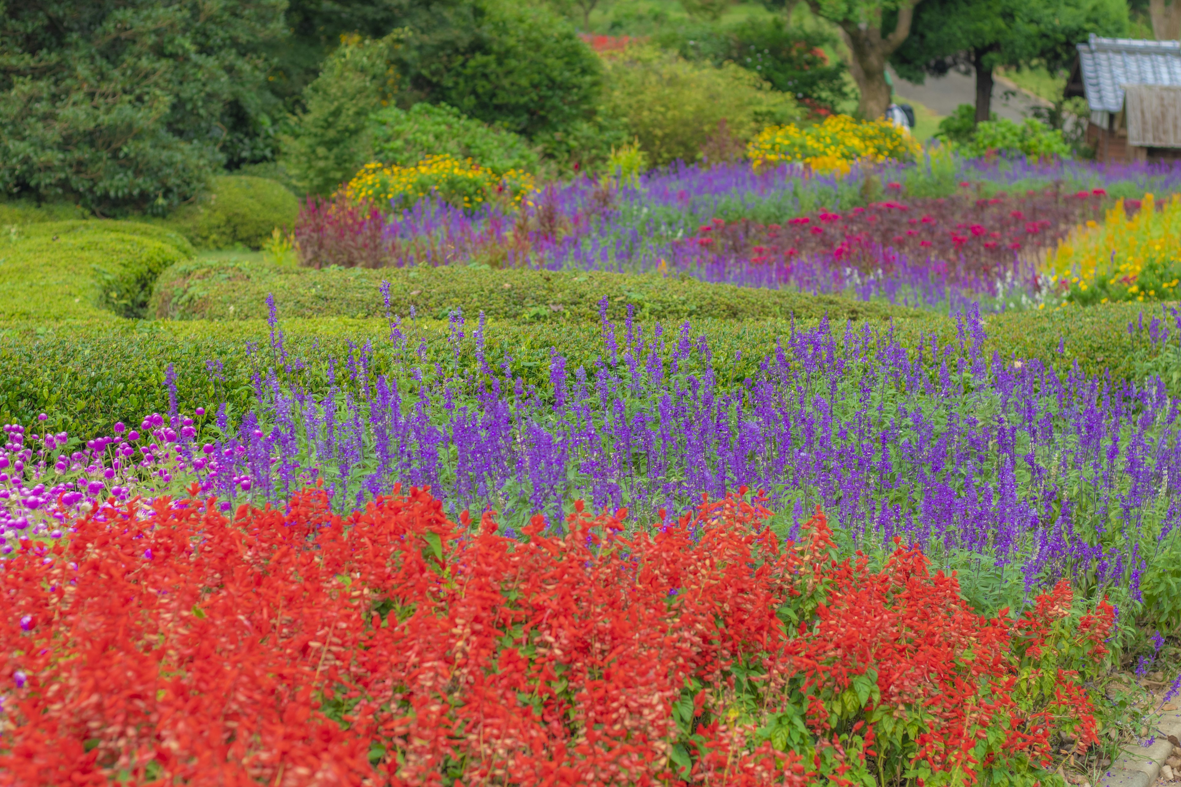 Jardin de fleurs vibrant avec des fleurs rouges et violettes