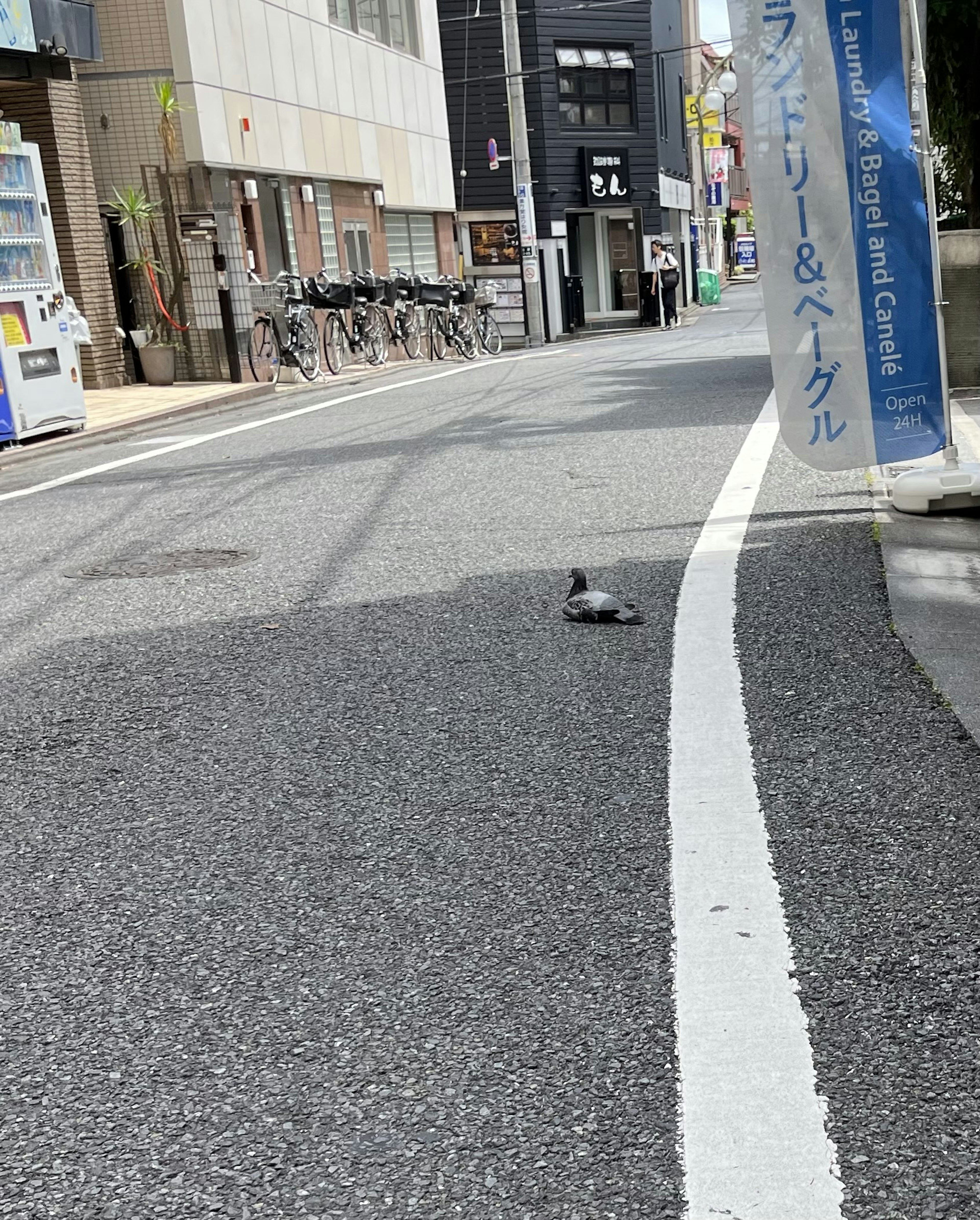 Eine Taube auf einer ruhigen Stadtstraße