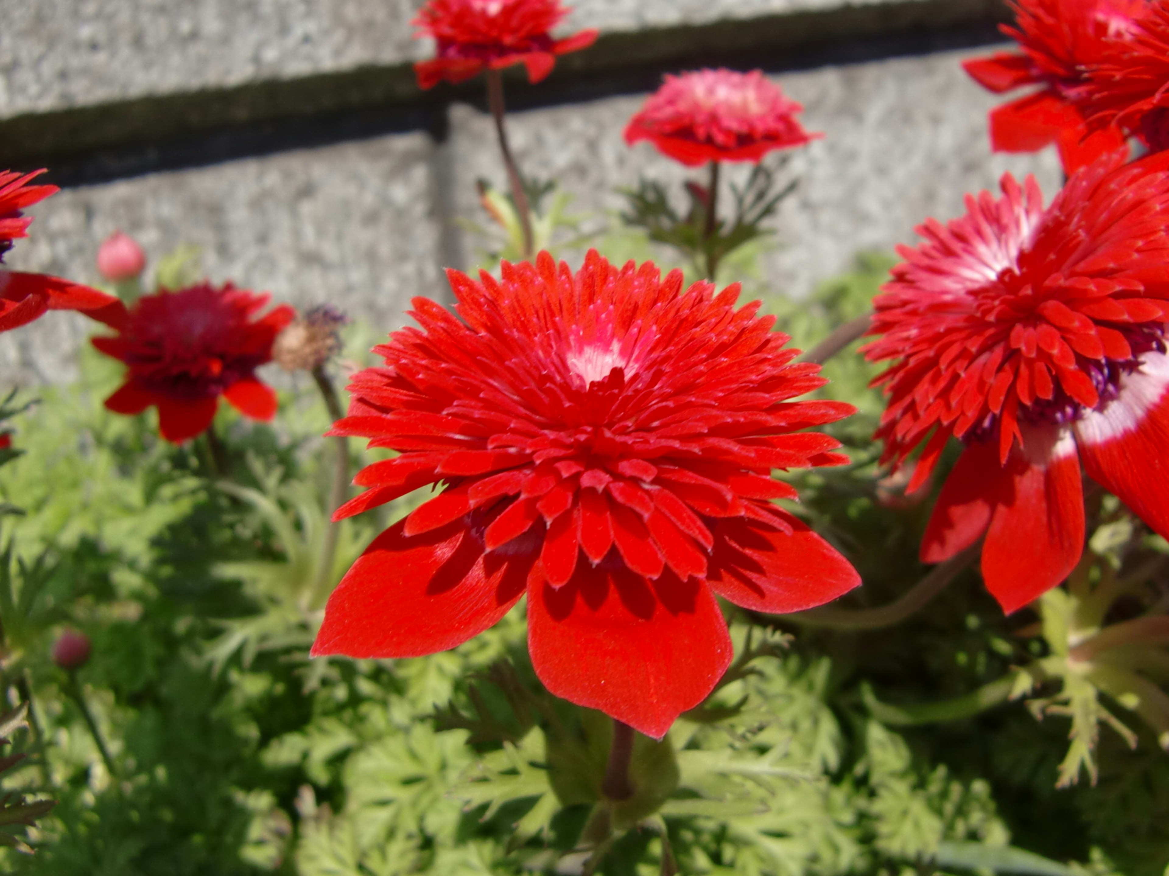 Lebendige rote Blumen blühen in einem Garten