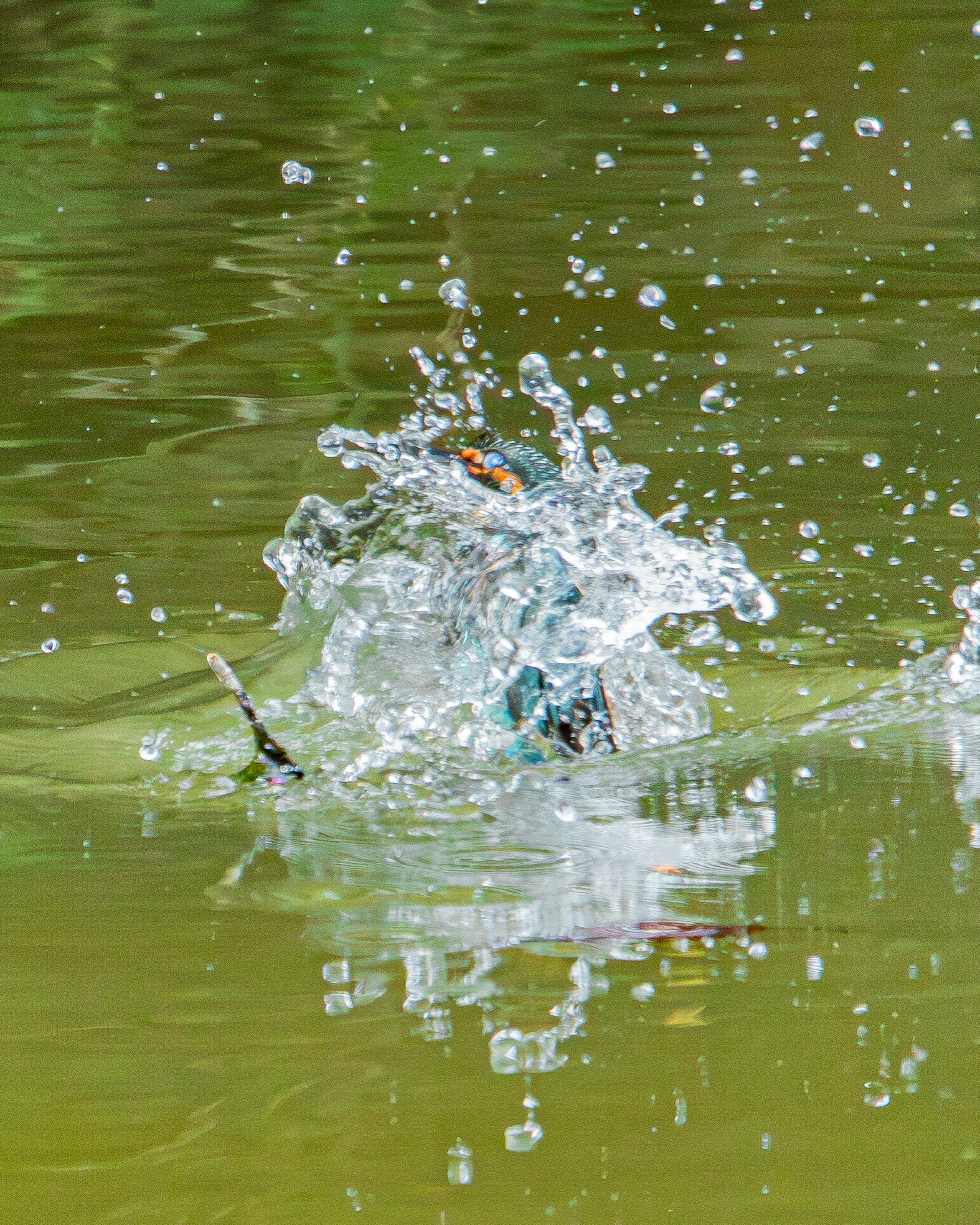 Ein schöner Moment mit Spritzern und Reflexionen auf der Wasseroberfläche