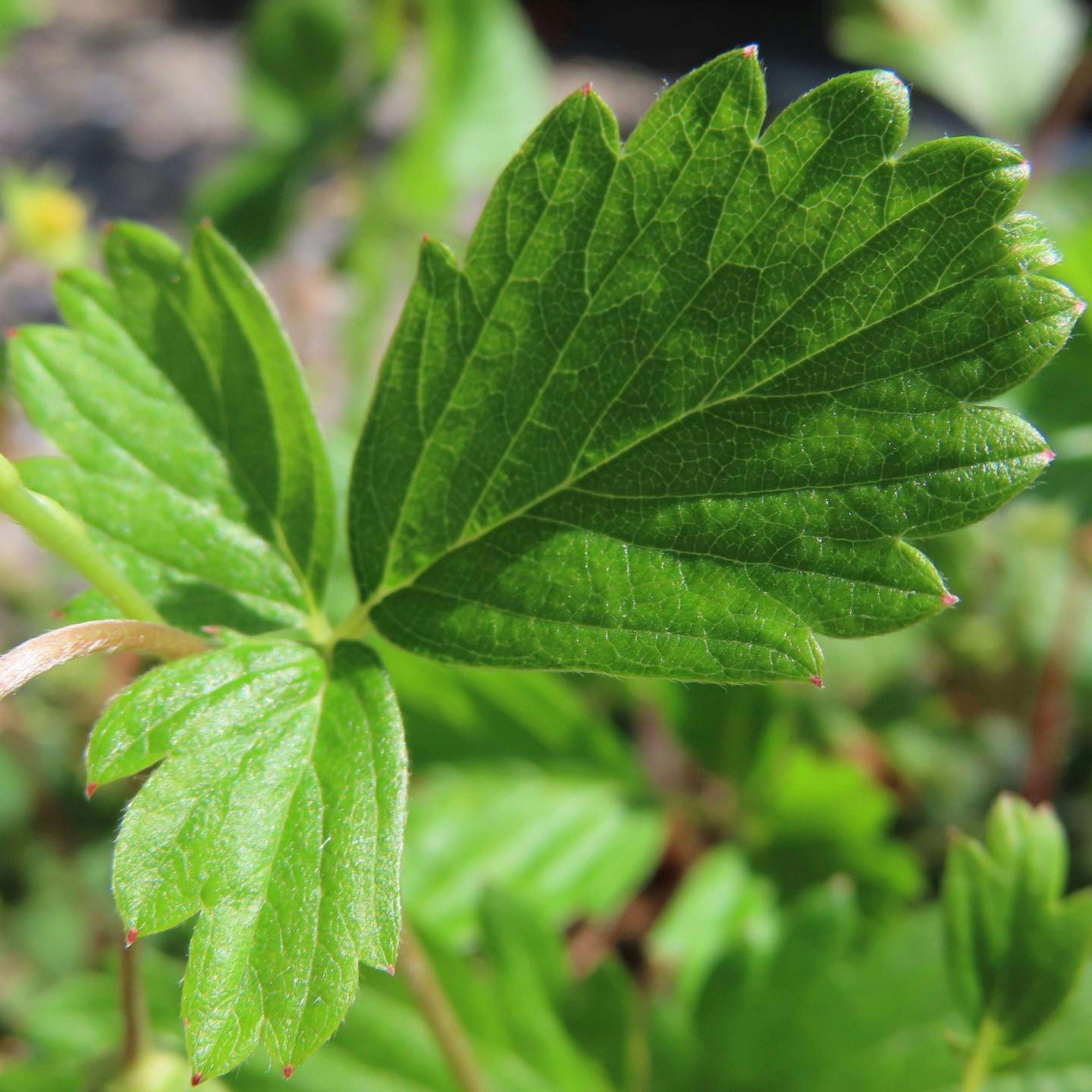 Hoja de fresa verde bañada por la luz del sol