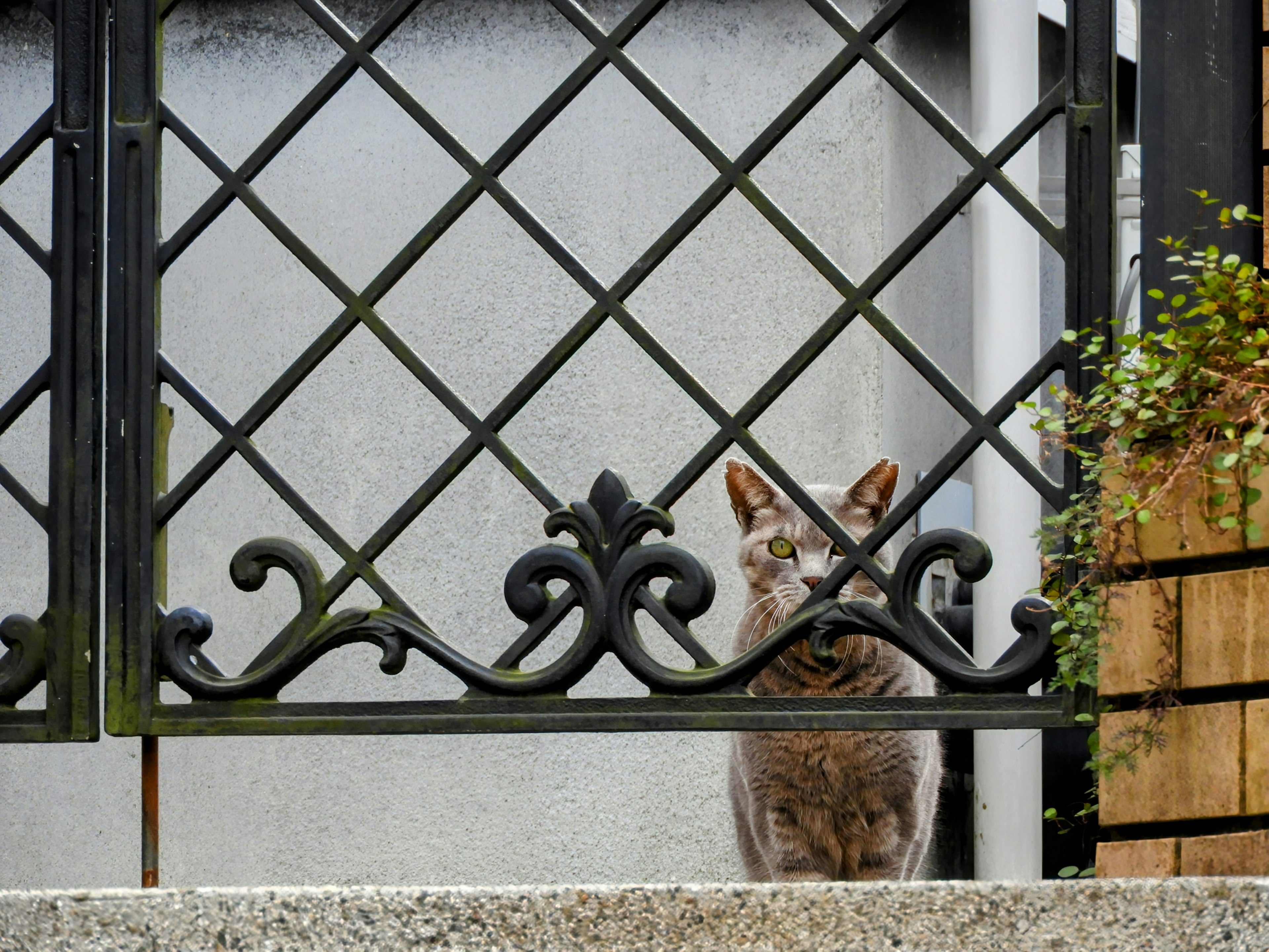 灰色の猫がアイアンゲートの前に座っている