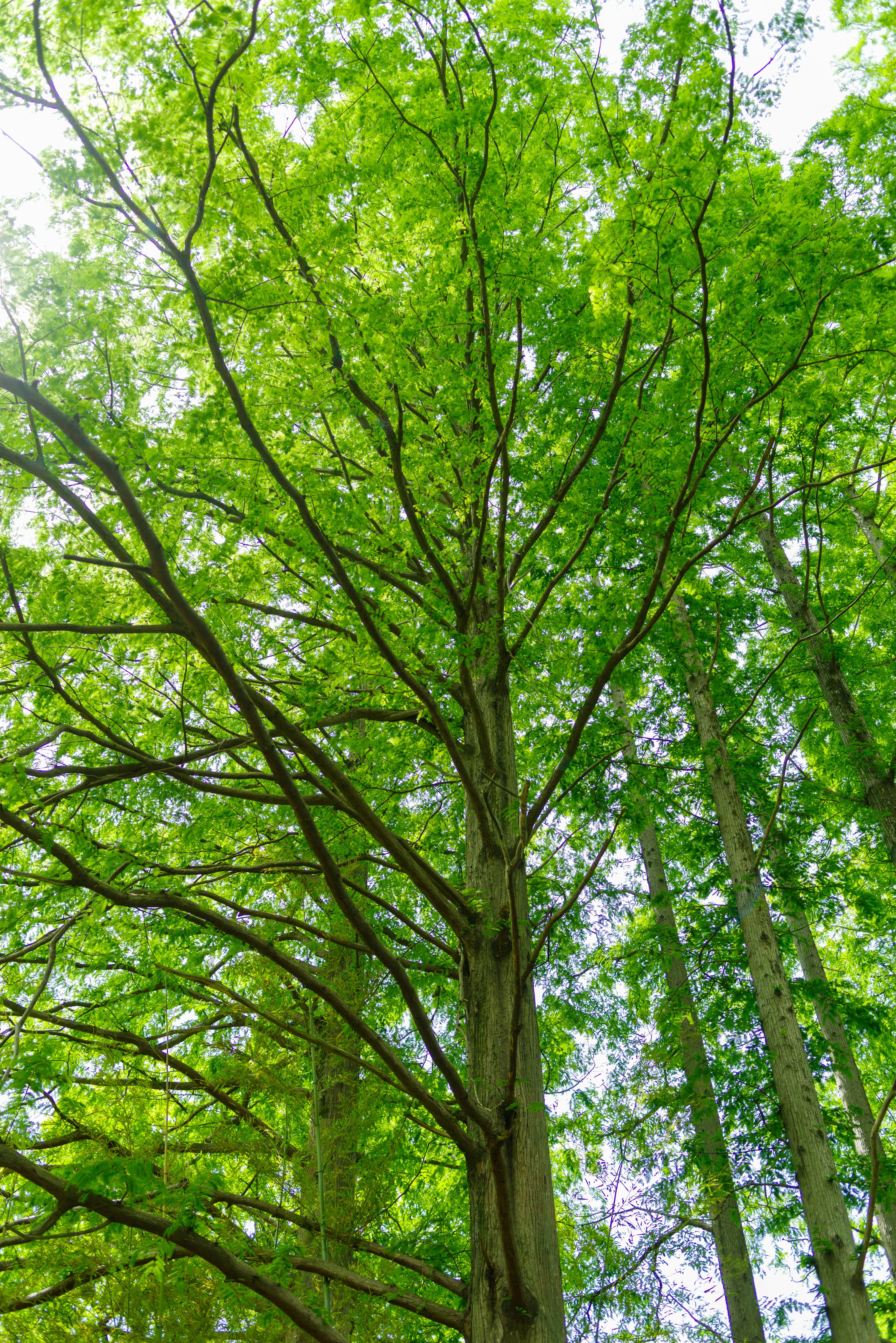 Image of a tree with green leaves viewed from below sunlight filtering through the forest