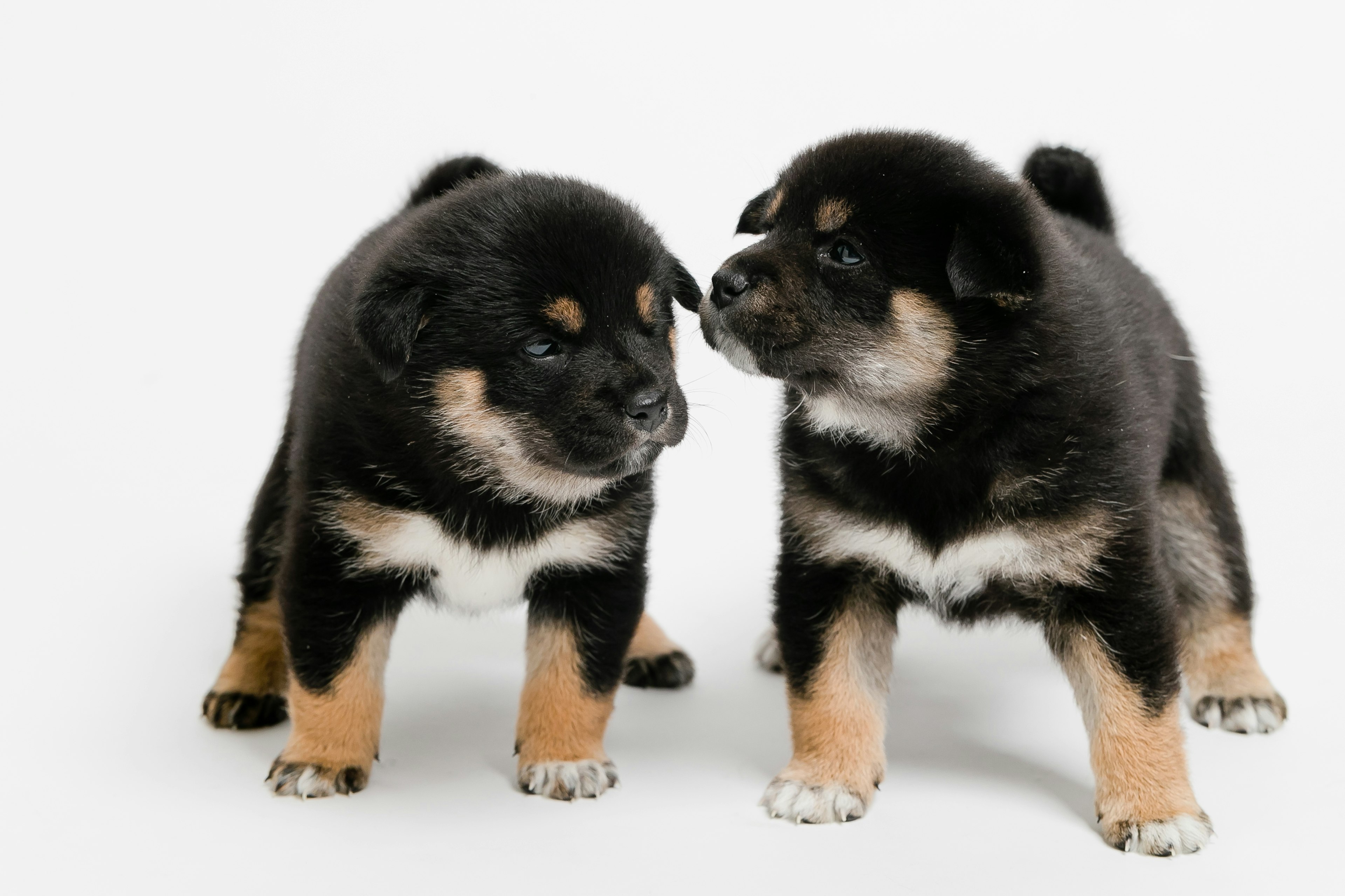 Dua anak anjing saling berhadapan hitam dan coklat Shiba Inu