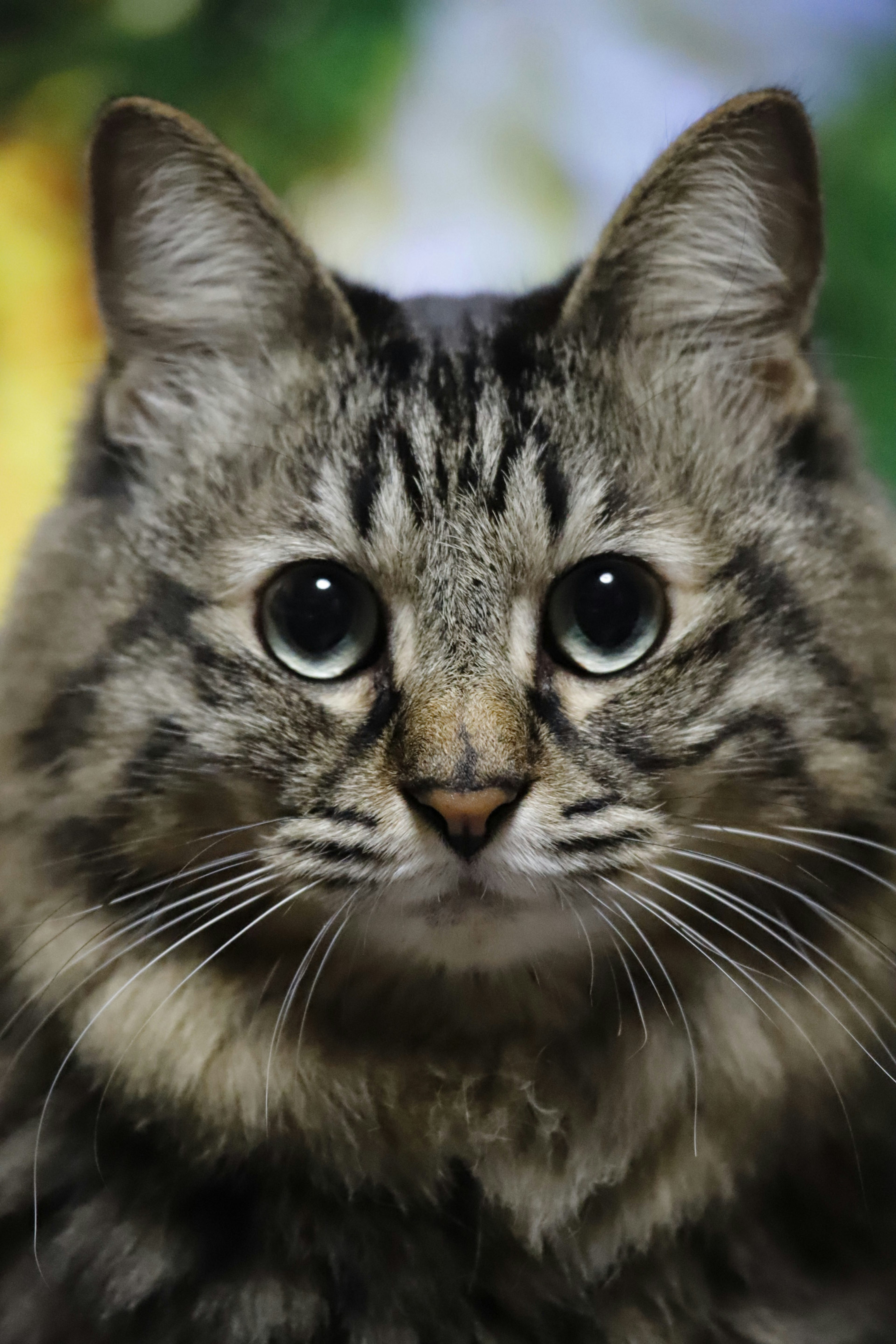 Image en gros plan d'un beau chat avec de grands yeux montrant son pelage délicat et son motif rayé distinctif