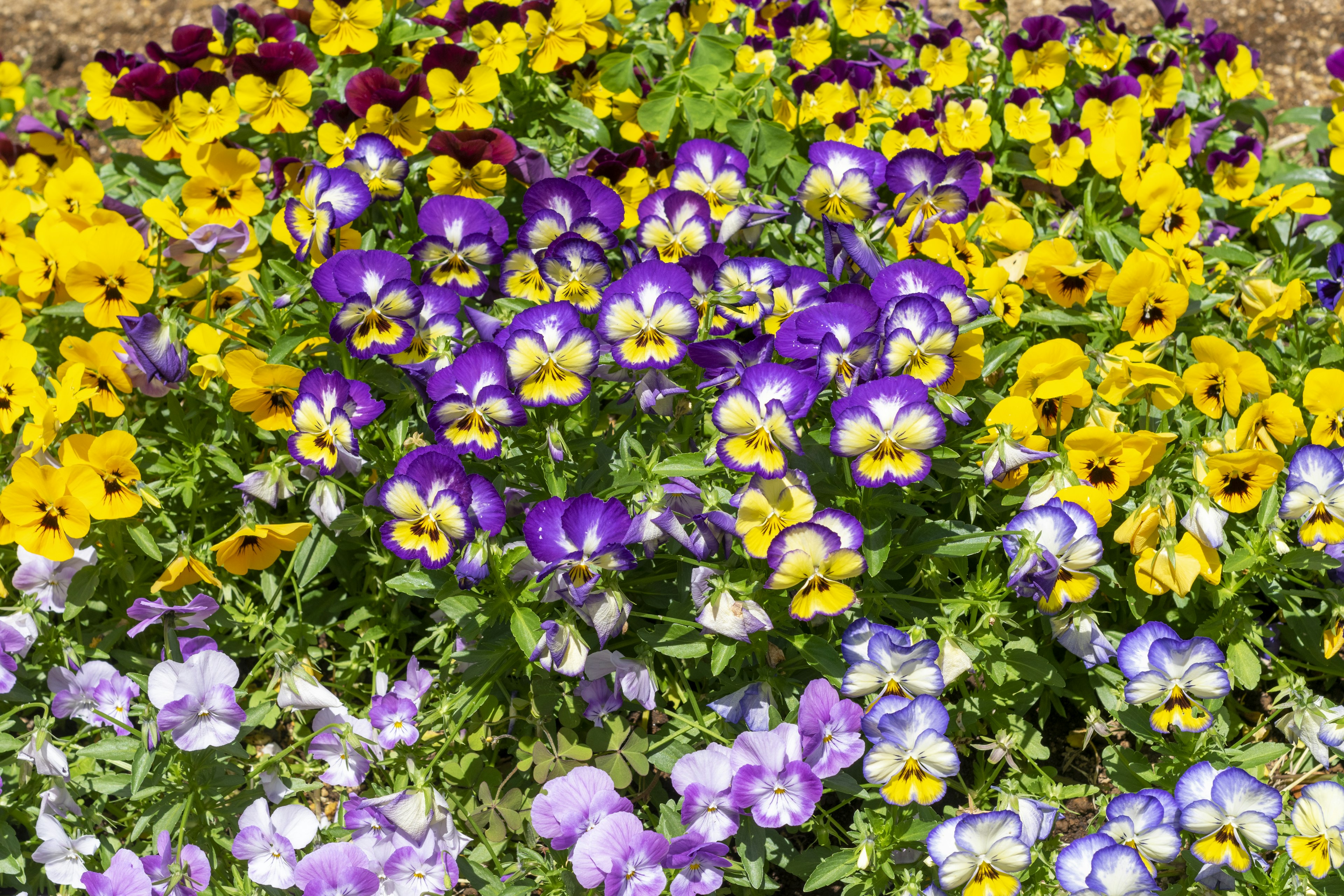 Pansèe colorate che fioriscono in un'aiuola