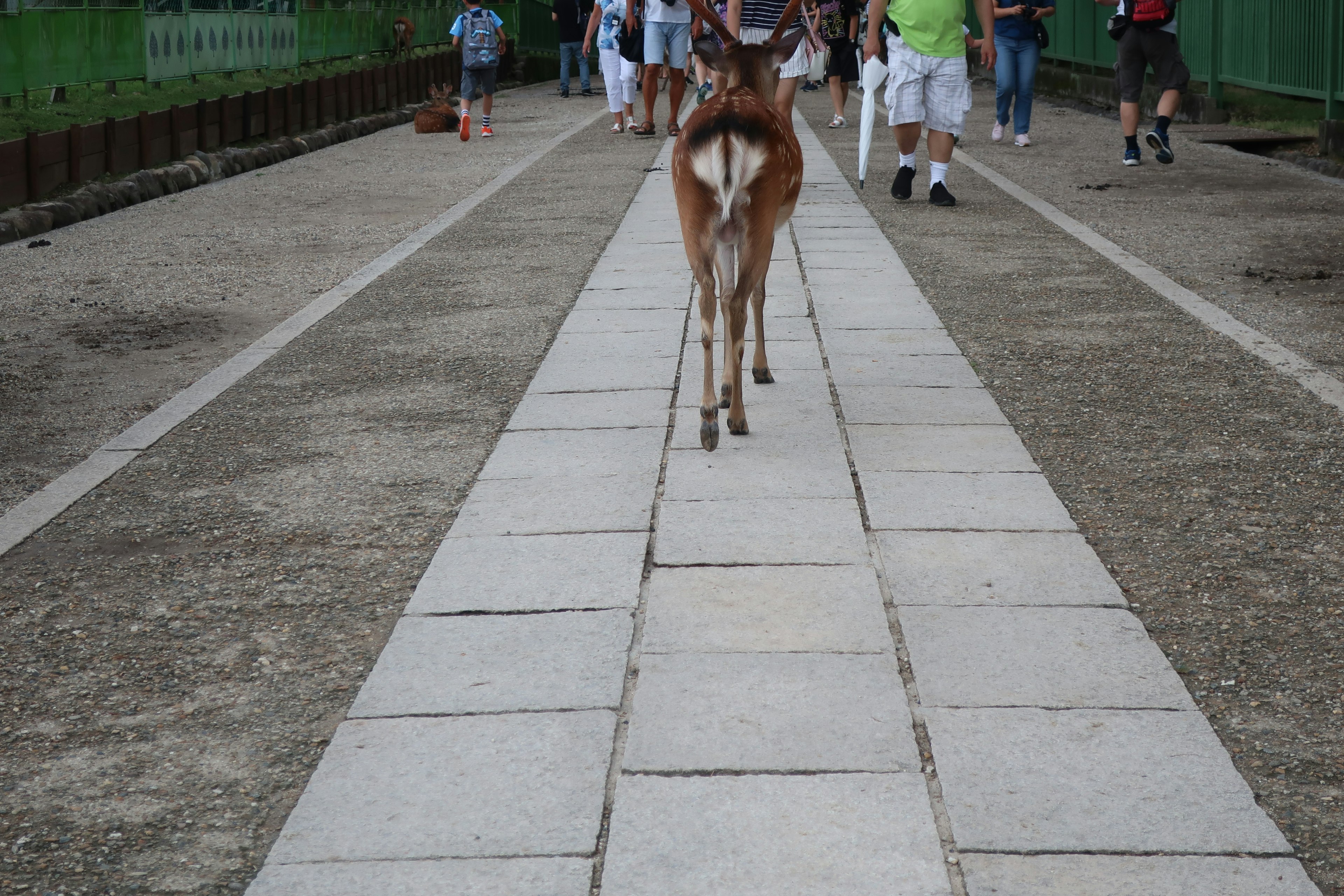 A deer walking on a path surrounded by people