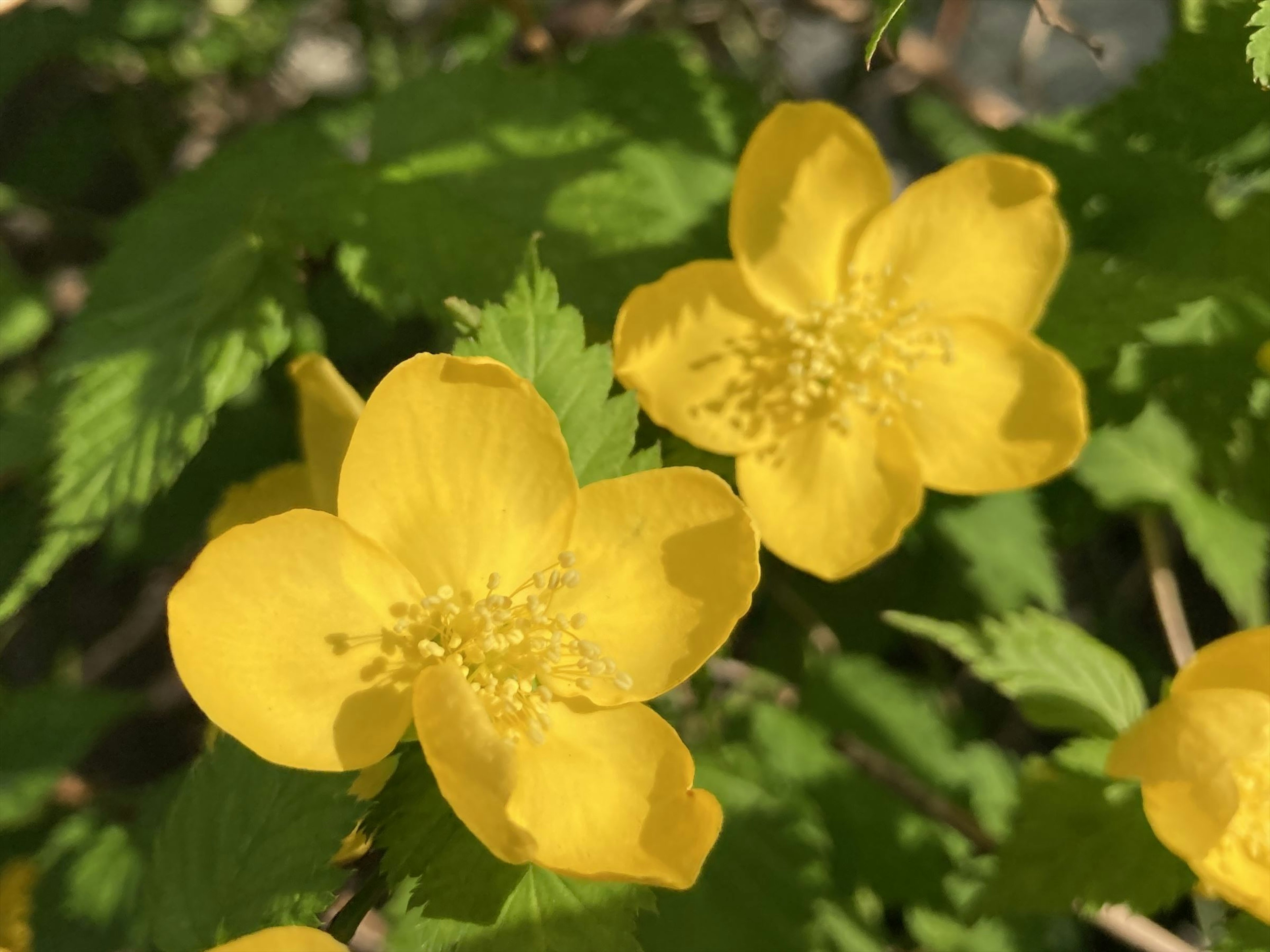 Close-up of vibrant yellow flowers among green leaves