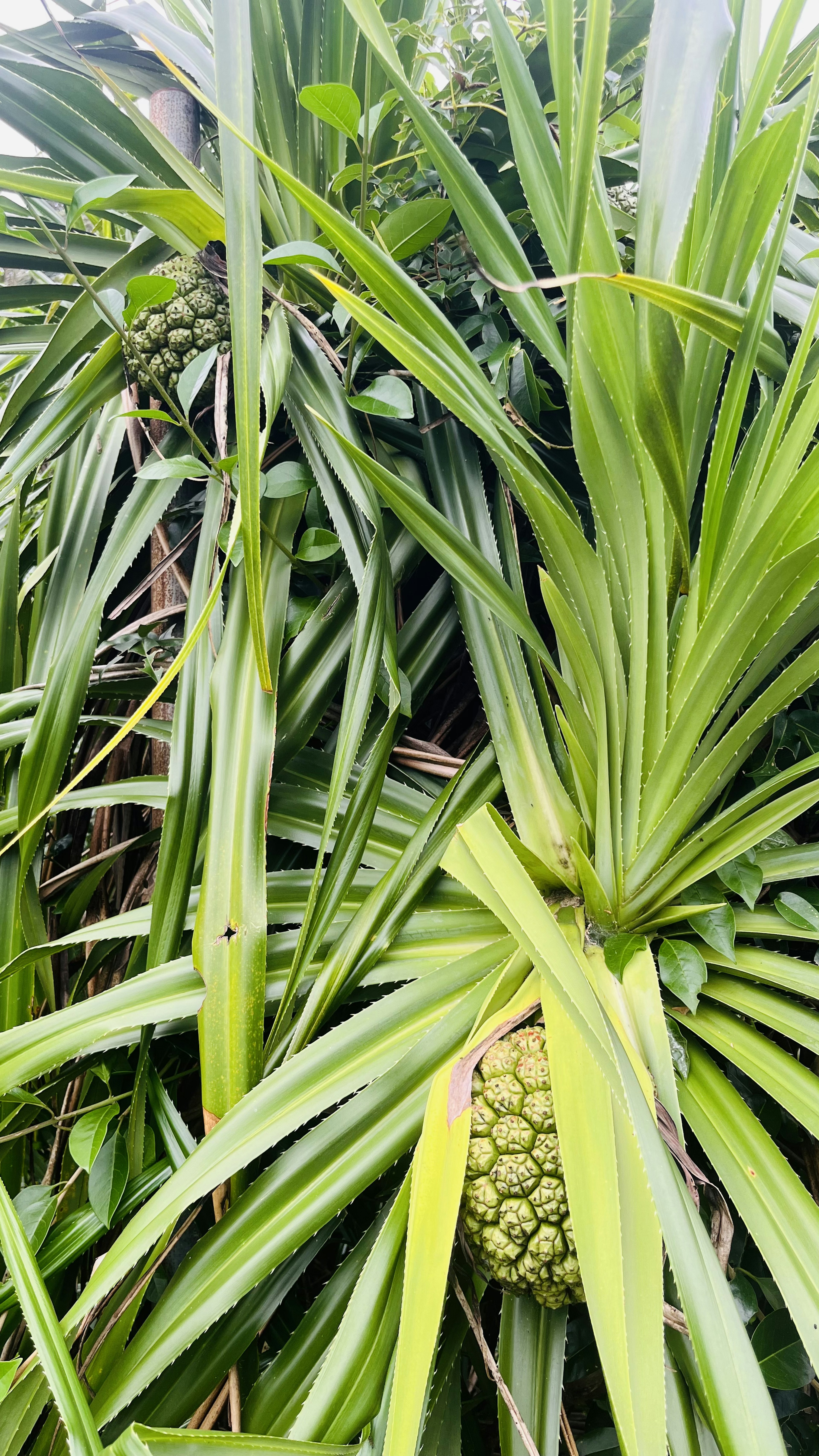 Nanas tumbuh di antara daun hijau subur