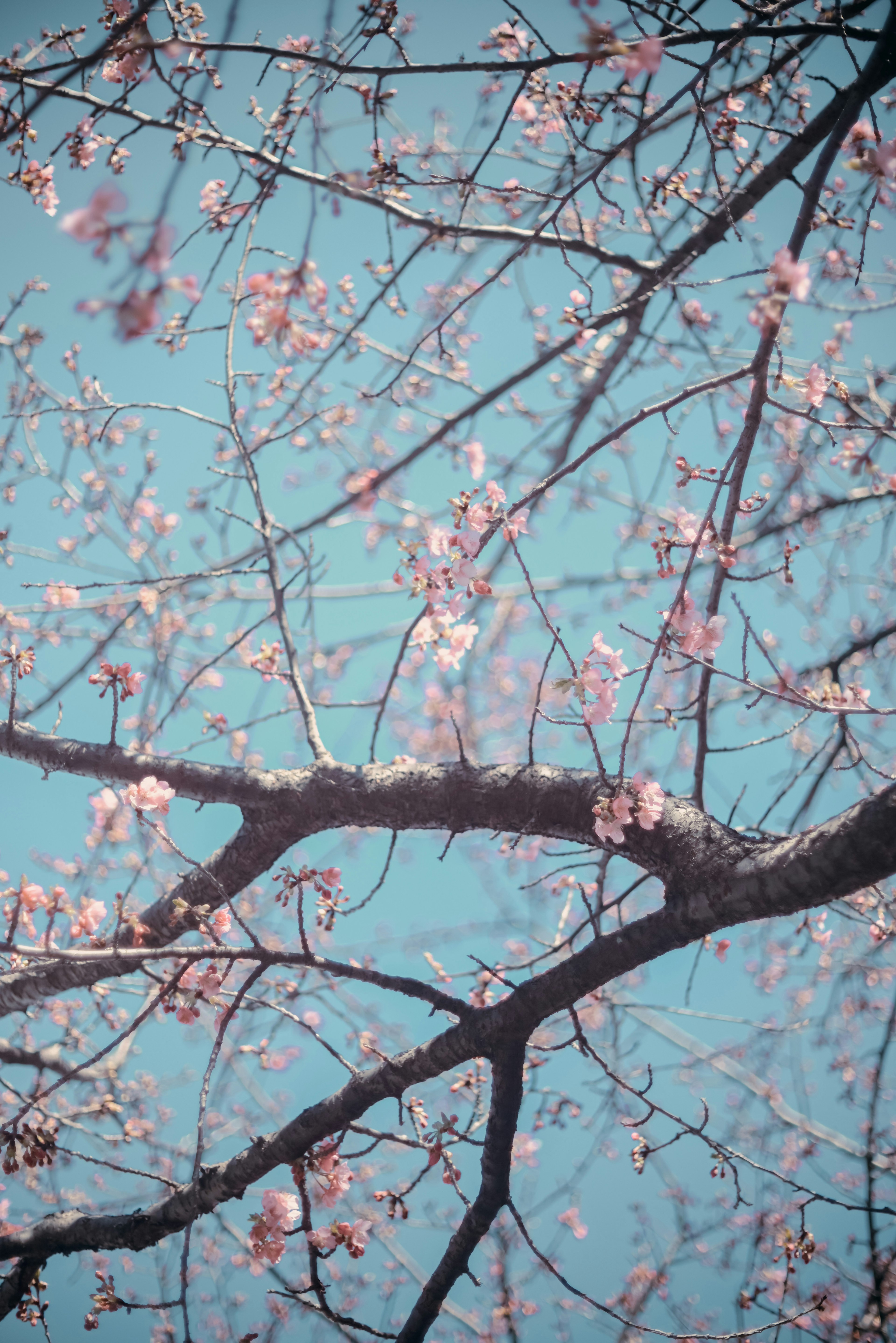 Rami di ciliegio con fiori rosa contro un cielo blu