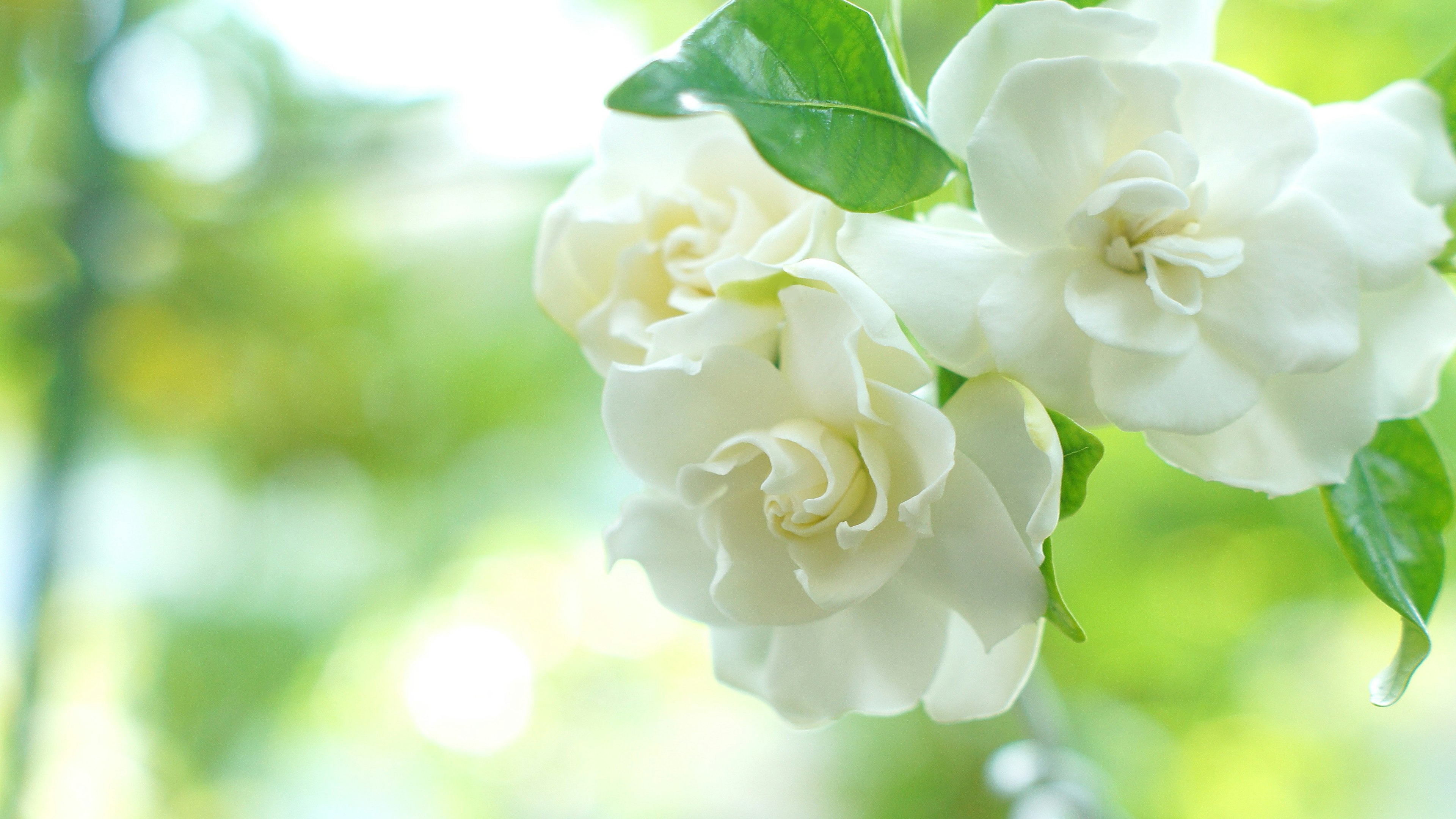 Flores de gardenia blancas contra un fondo verde