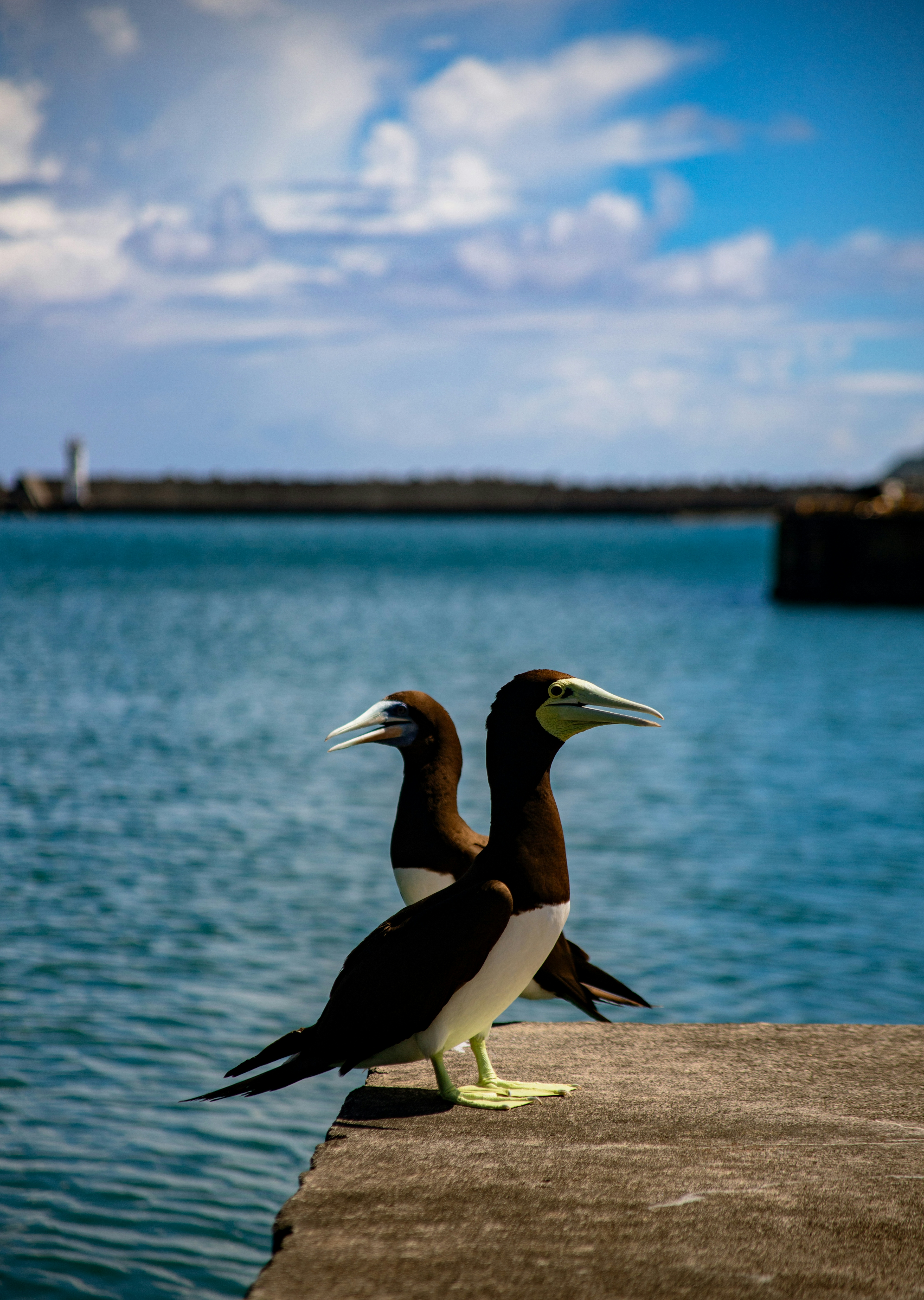 Two birds standing back to back against a blue sea