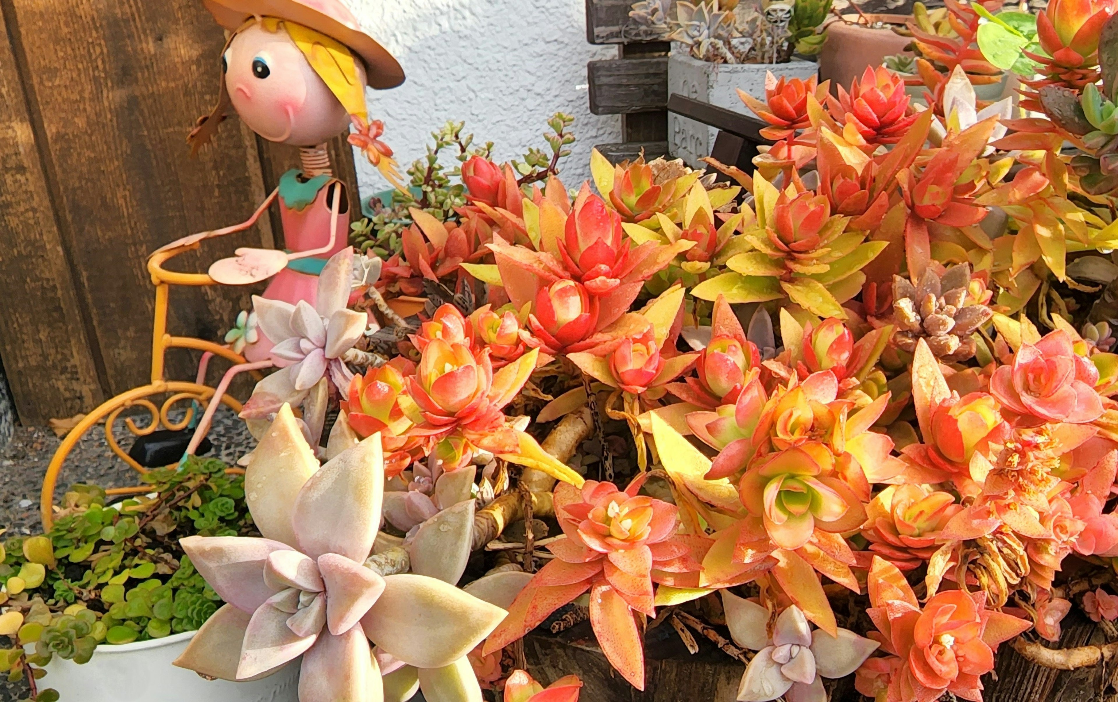 Jardín de suculentas coloridas con una figura decorativa en una bicicleta