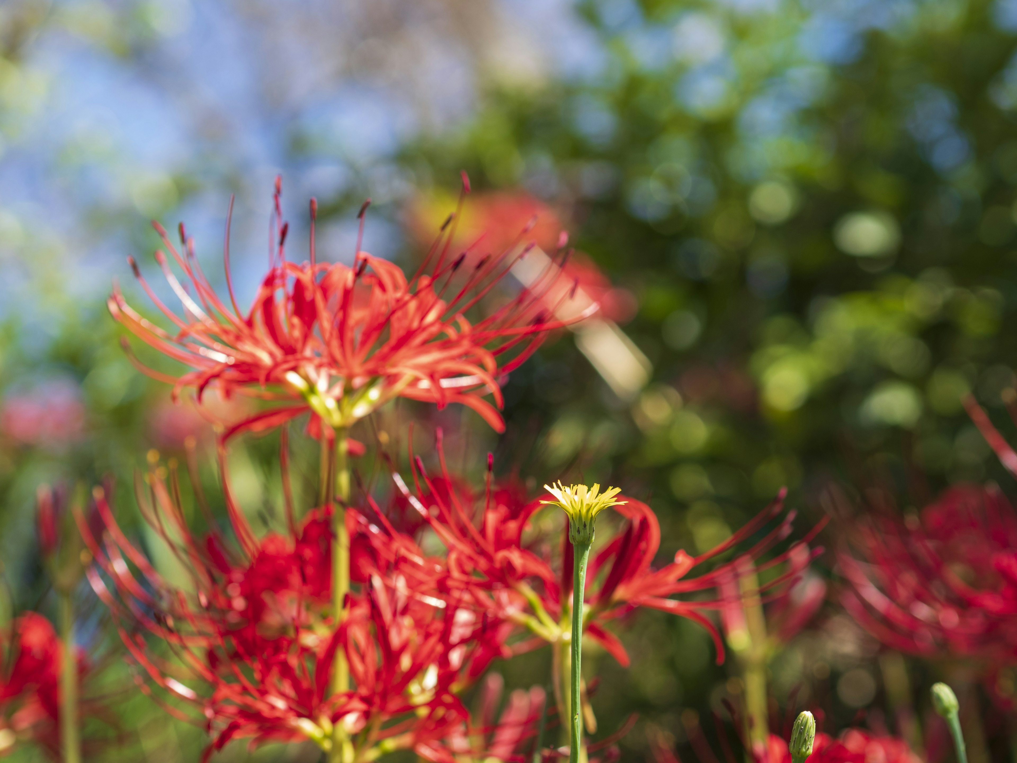 Lys araignée rouges vifs et une petite fleur jaune dans un jardin luxuriant