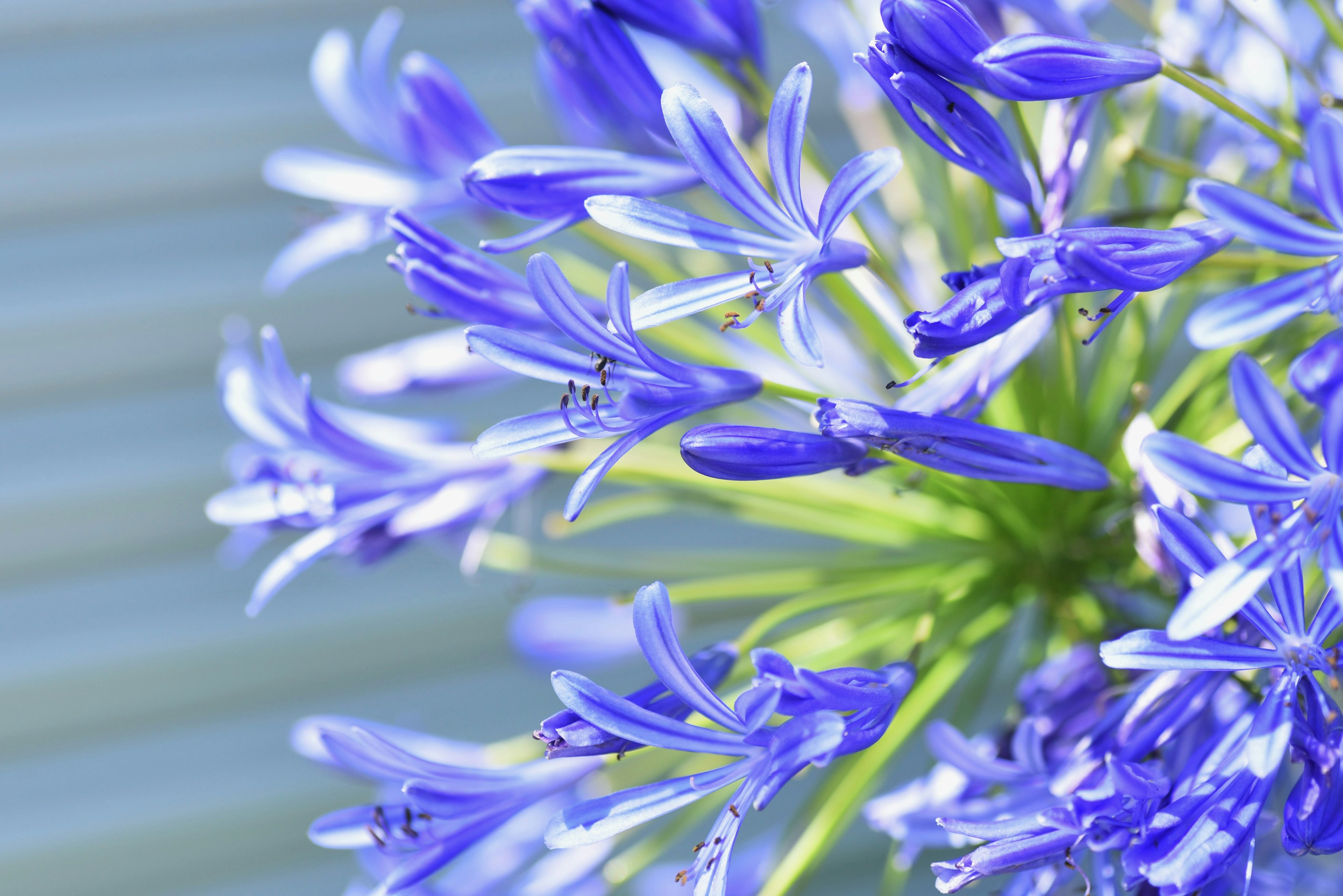 Gros plan d'une plante avec des fleurs bleu-violet