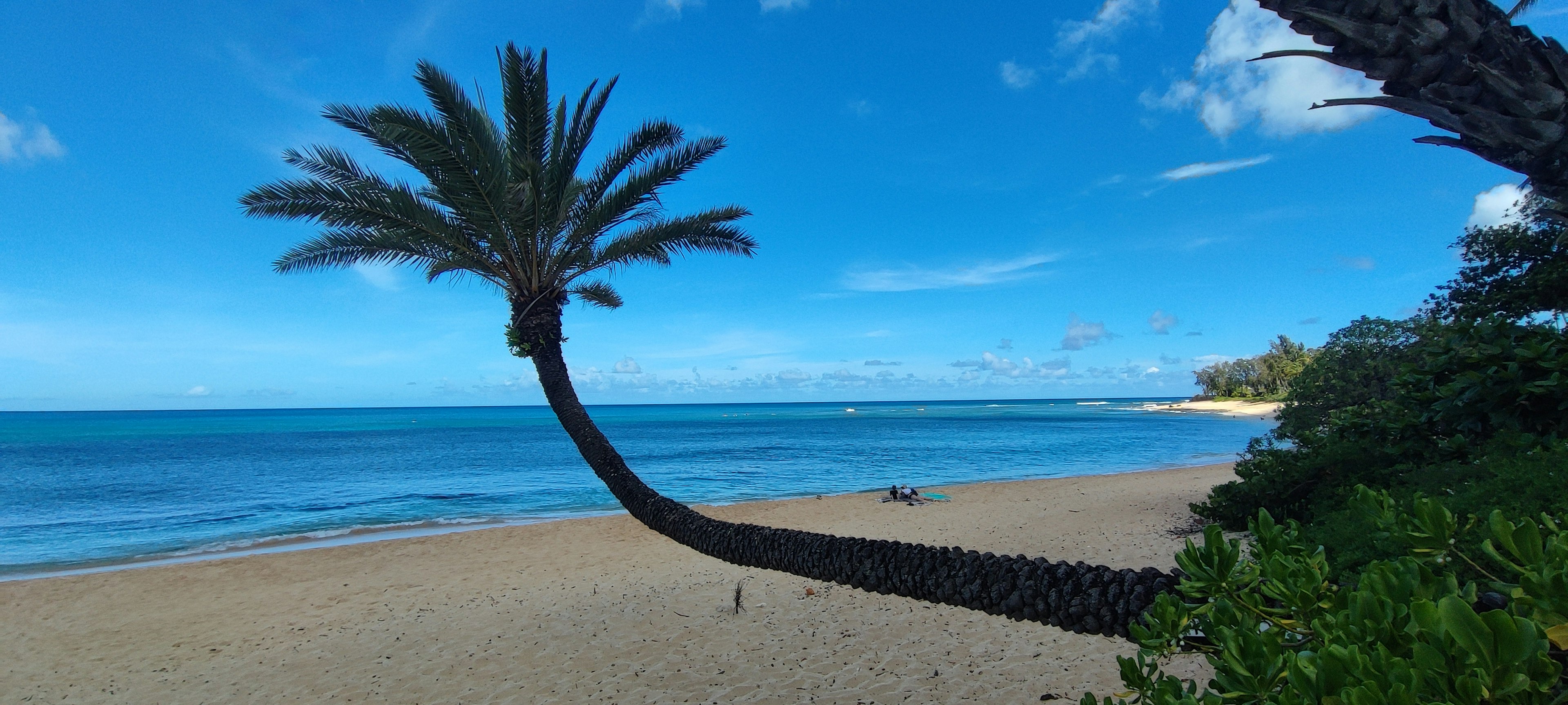 A leaning palm tree over a sandy beach with blue ocean and sky