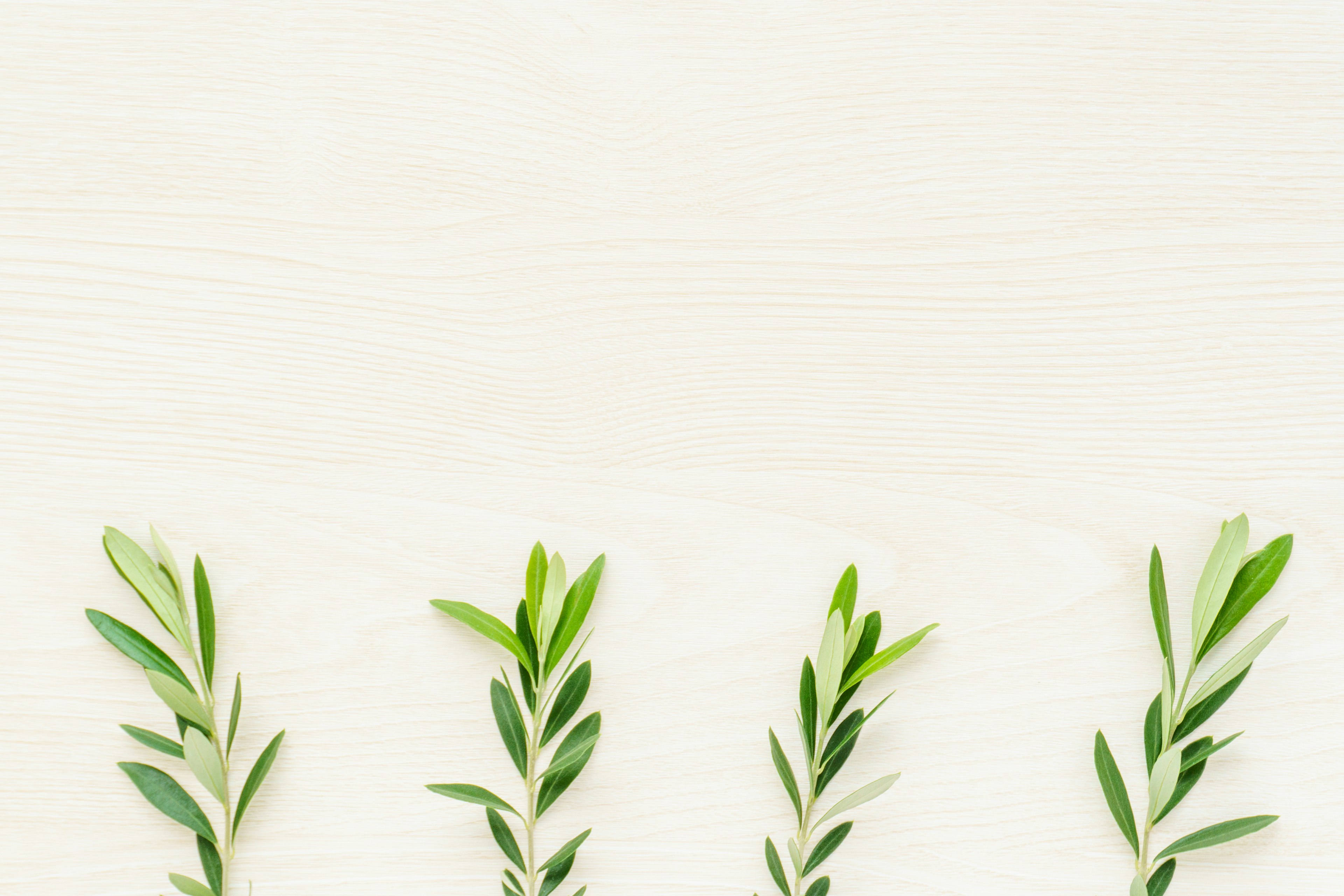 Green leaves arranged on a white background